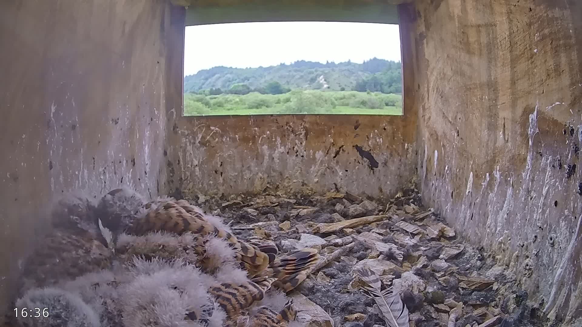 A nest box with several young birds huddled together on a bed of rocks and debris, overlooking a green hillside under a partly cloudy sky.