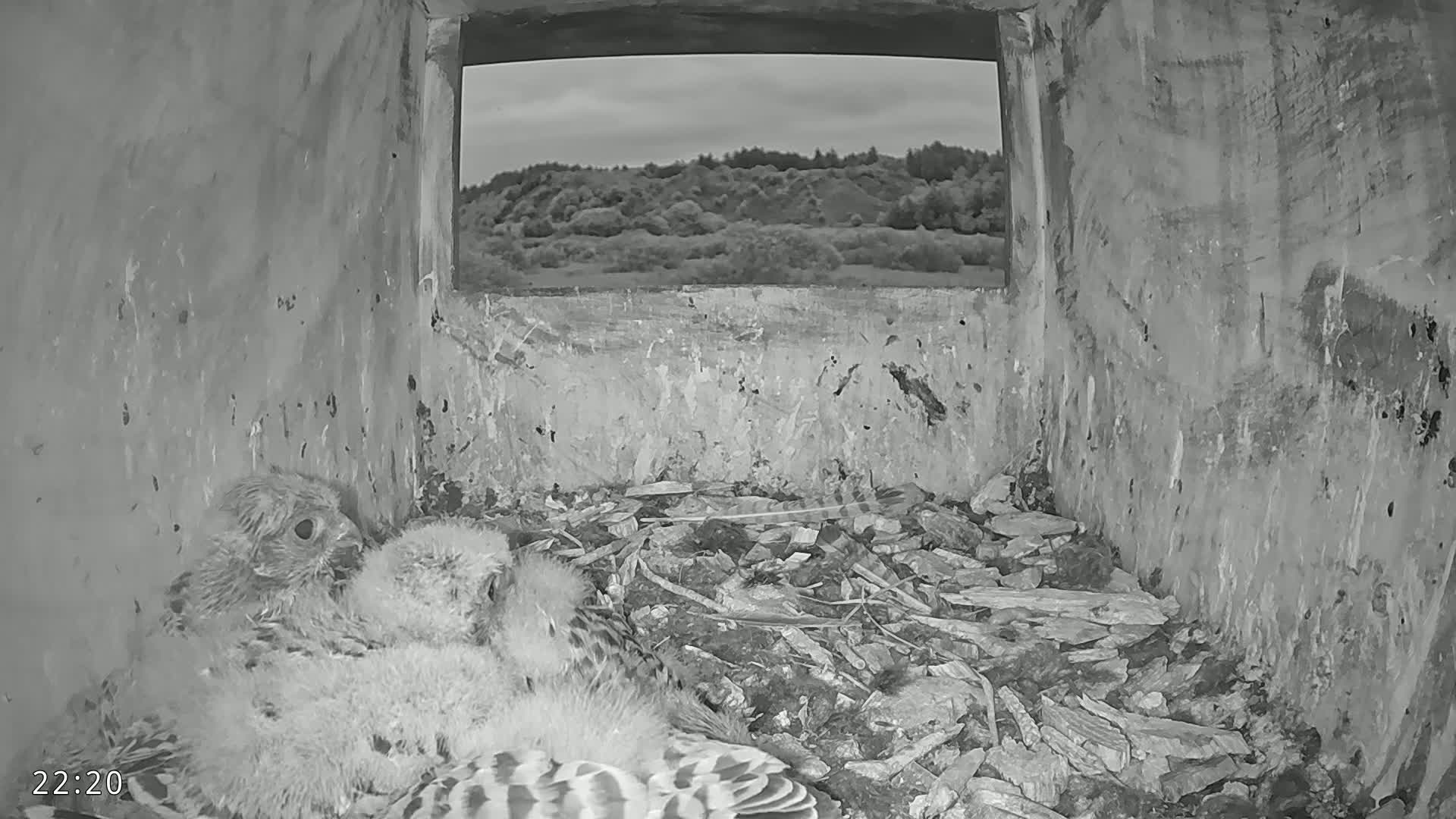  Dronninglund, Birds and Squirrels in the Forest Live Cam - Dronninglund, Bronderslev, Nordjylland(North Denmark), Denmark