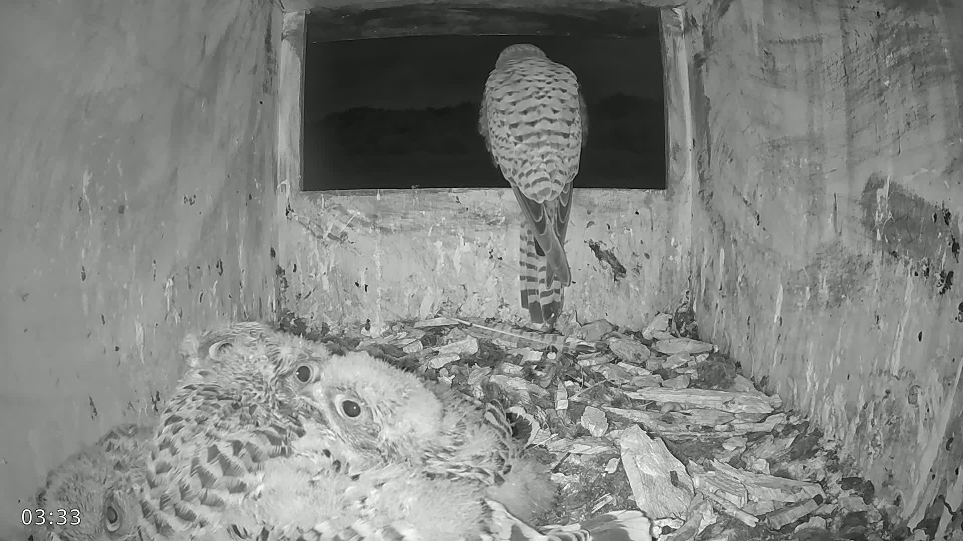Dronninglund, Birds and Squirrels in the Forest Live Cam - Dronninglund, Bronderslev, Nordjylland(North Denmark), Denmark
