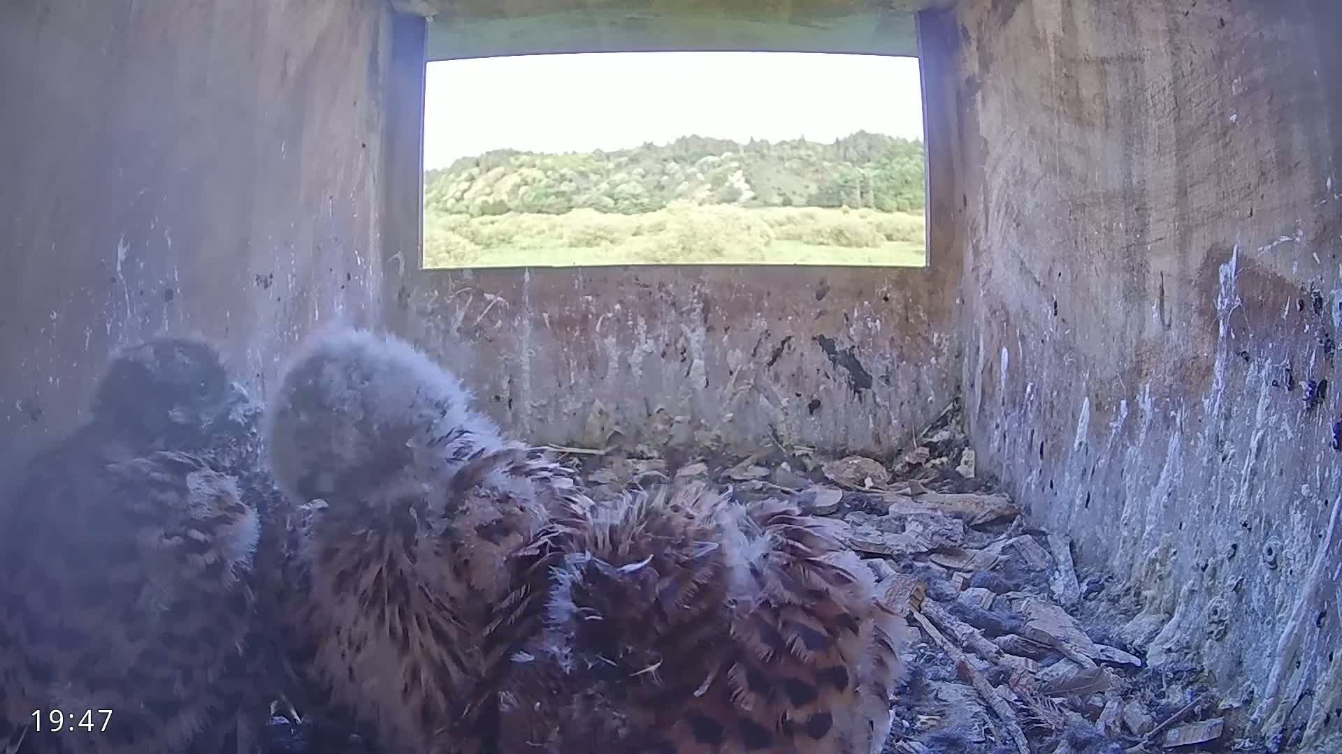Two fluffy young birds huddle together in a nest box with a view of a sunny, tree-lined landscape through an open window.