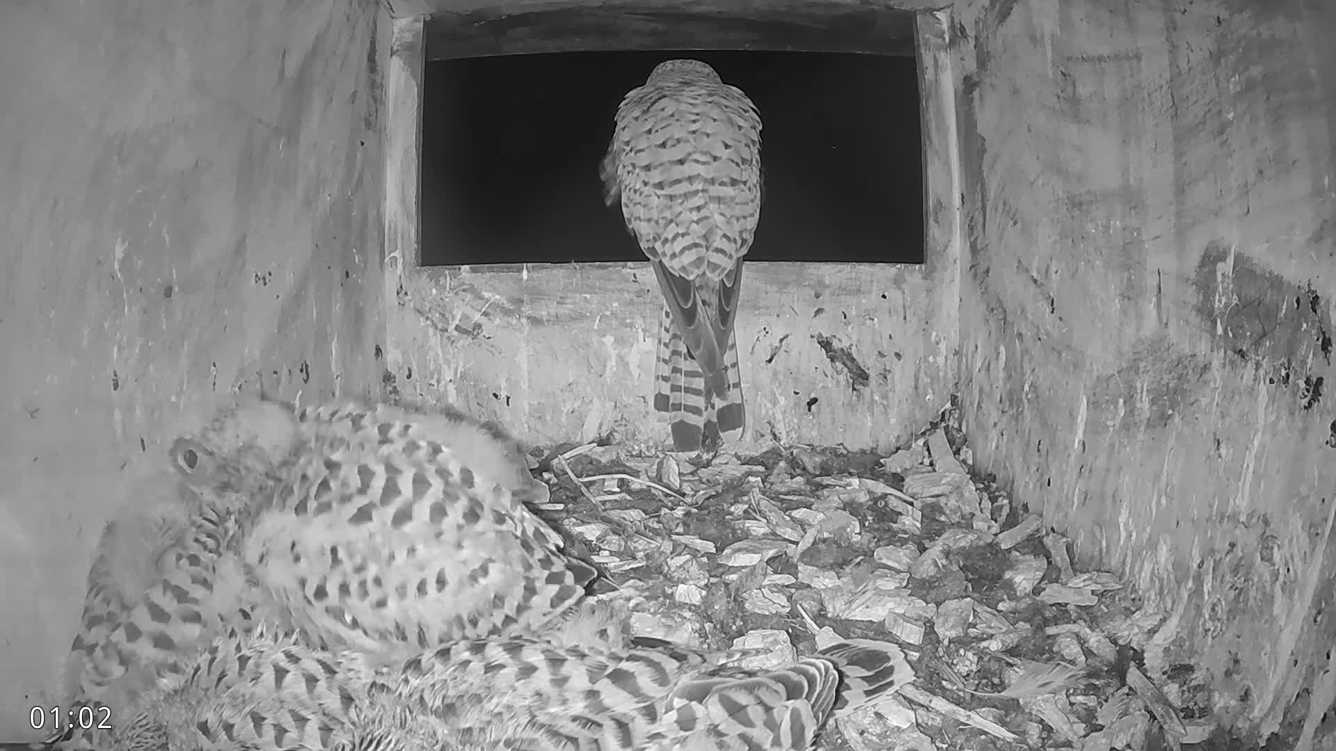 Dronninglund, Birds and Squirrels in the Forest Live Cam - Dronninglund, Bronderslev, Nordjylland(North Denmark), Denmark