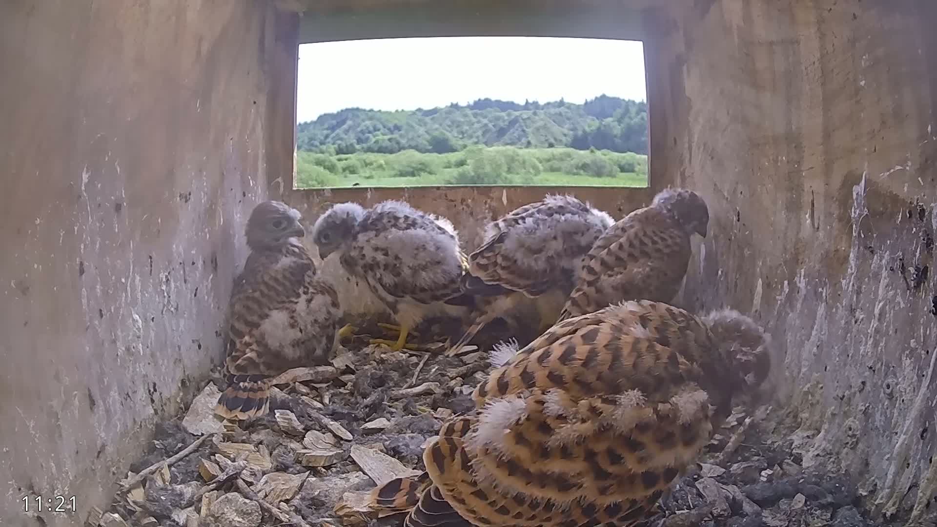 Several baby kestrels huddle together in a nest box, overlooking a sunny, verdant landscape.