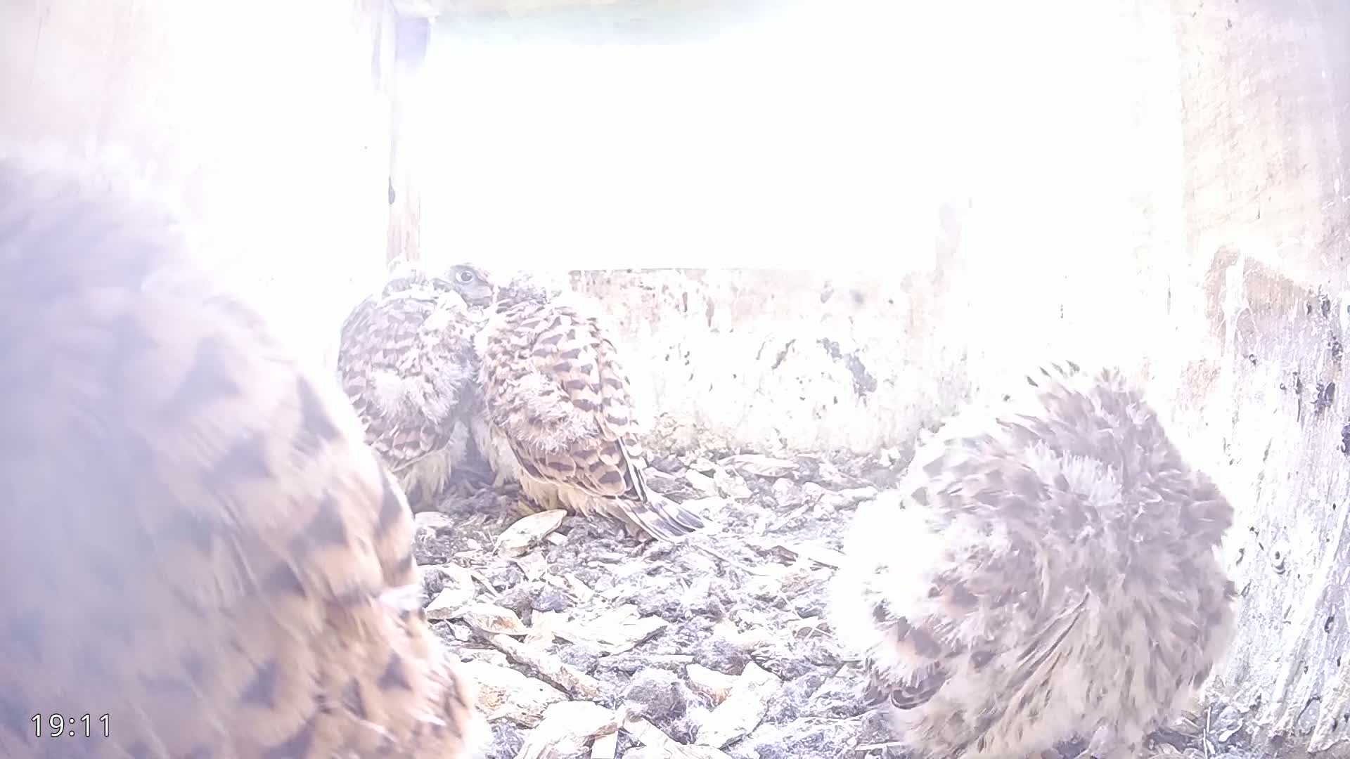 Three young birds of prey are huddled together in a nest, inside a light-colored structure.