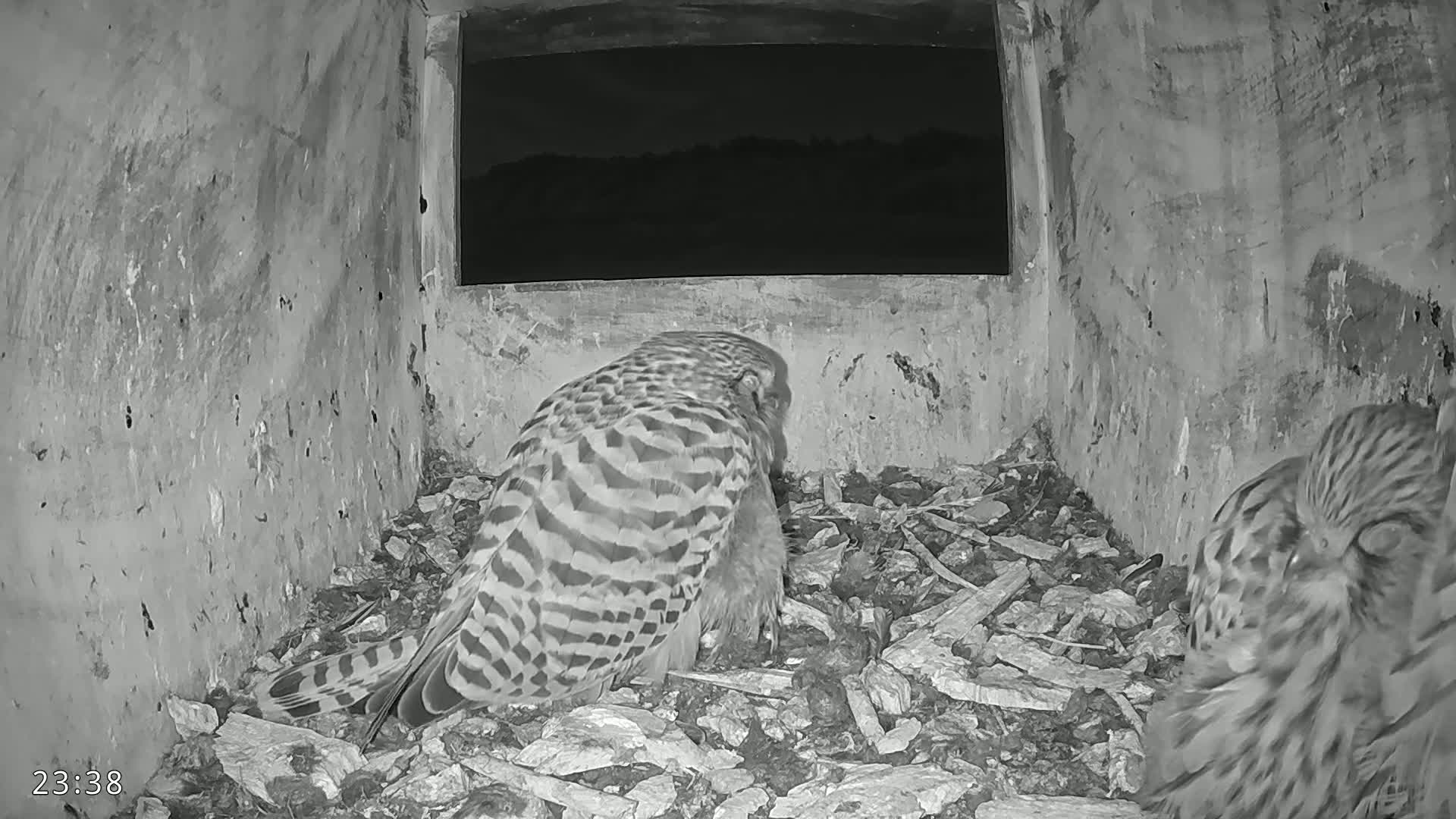 Dronninglund, Birds and Squirrels in the Forest Live Cam - Dronninglund, Bronderslev, Nordjylland(North Denmark), Denmark