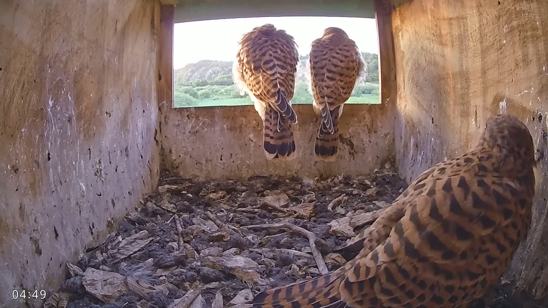 Dronninglund, Birds and Squirrels in the Forest Live Cam - Dronninglund, Bronderslev, Nordjylland(North Denmark), Denmark