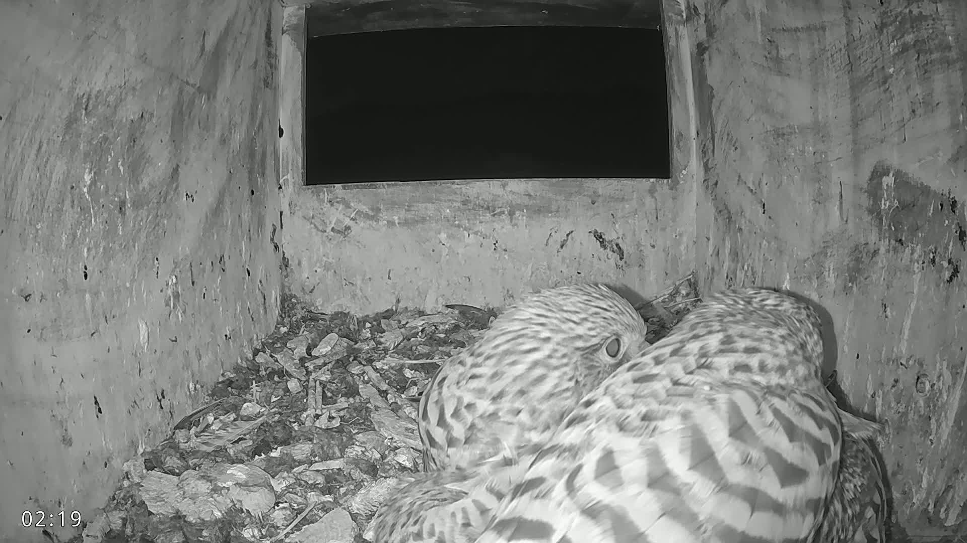 Dronninglund, Birds and Squirrels in the Forest Live Cam - Dronninglund, Bronderslev, Nordjylland(North Denmark), Denmark