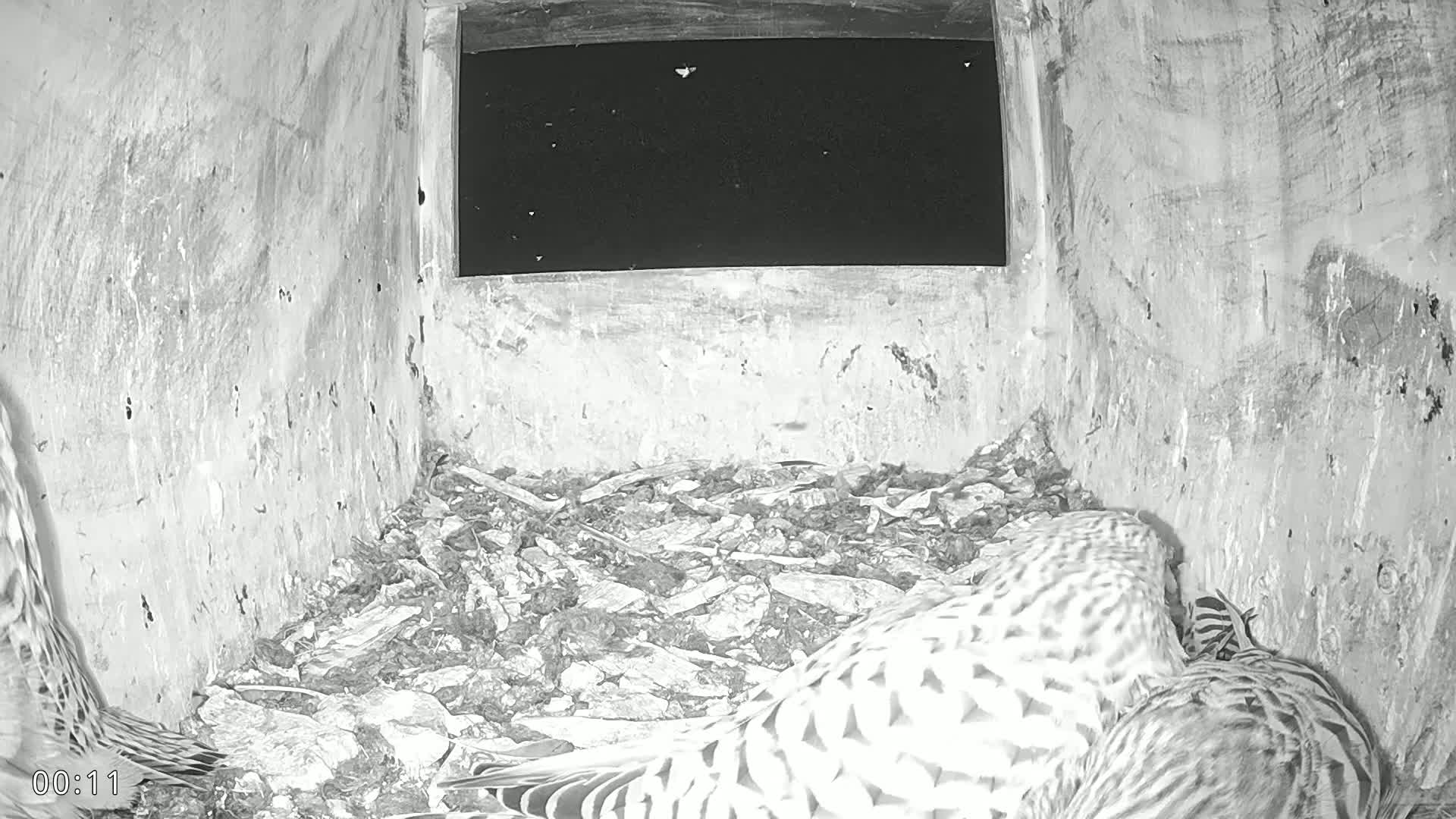 Dronninglund, Birds and Squirrels in the Forest Live Cam - Dronninglund, Bronderslev, Nordjylland(North Denmark), Denmark