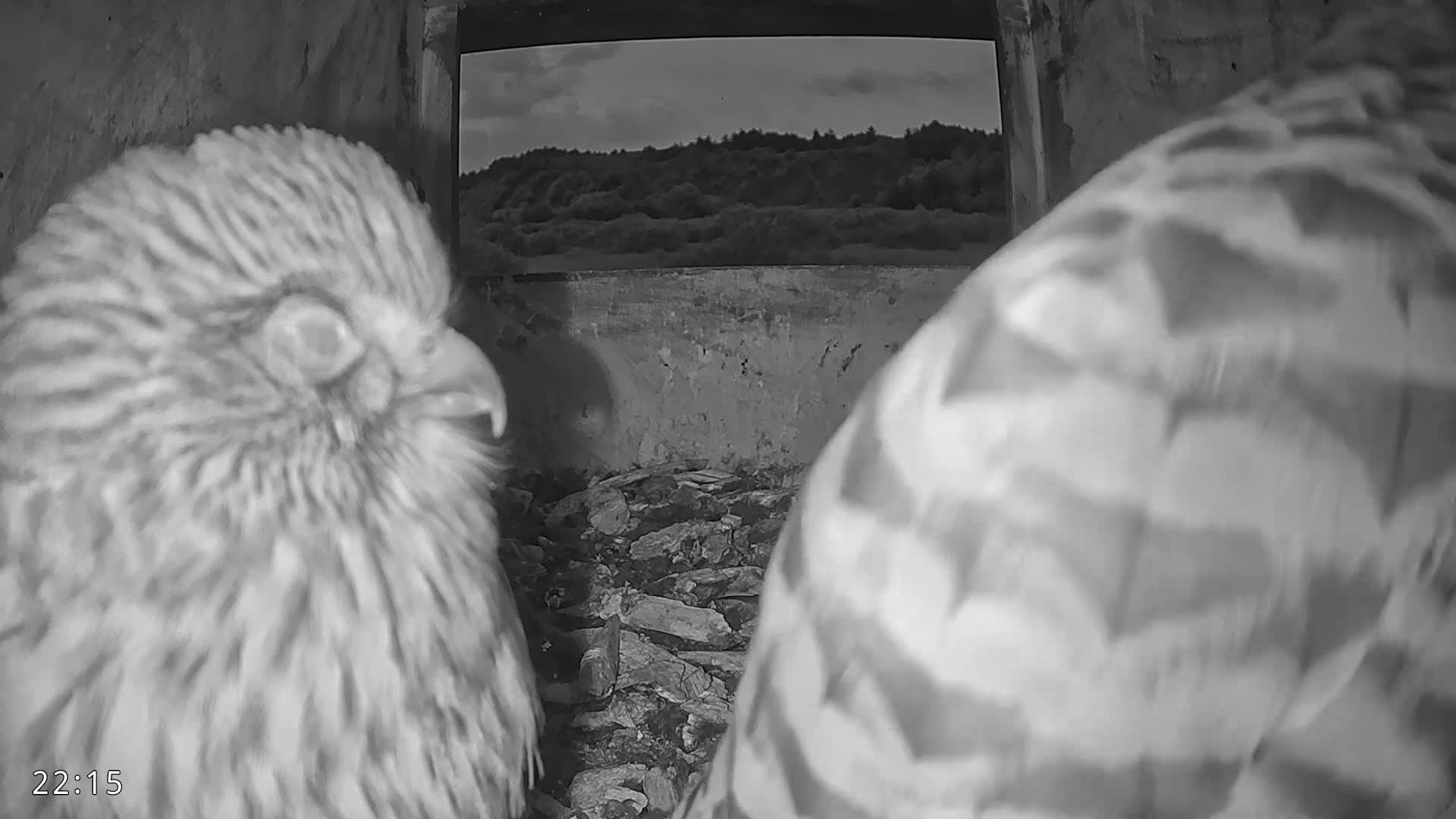 Dronninglund, Birds and Squirrels in the Forest Live Cam - Dronninglund, Bronderslev, Nordjylland(North Denmark), Denmark
