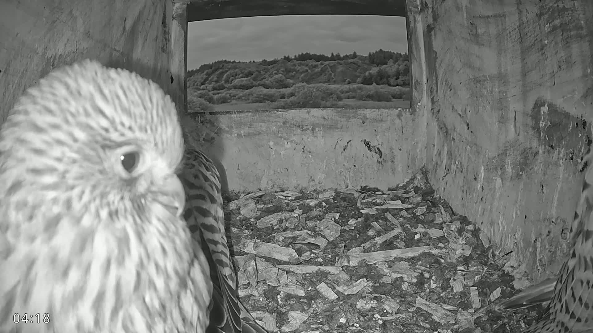 Dronninglund, Birds and Squirrels in the Forest Live Cam - Dronninglund, Bronderslev, Nordjylland(North Denmark), Denmark