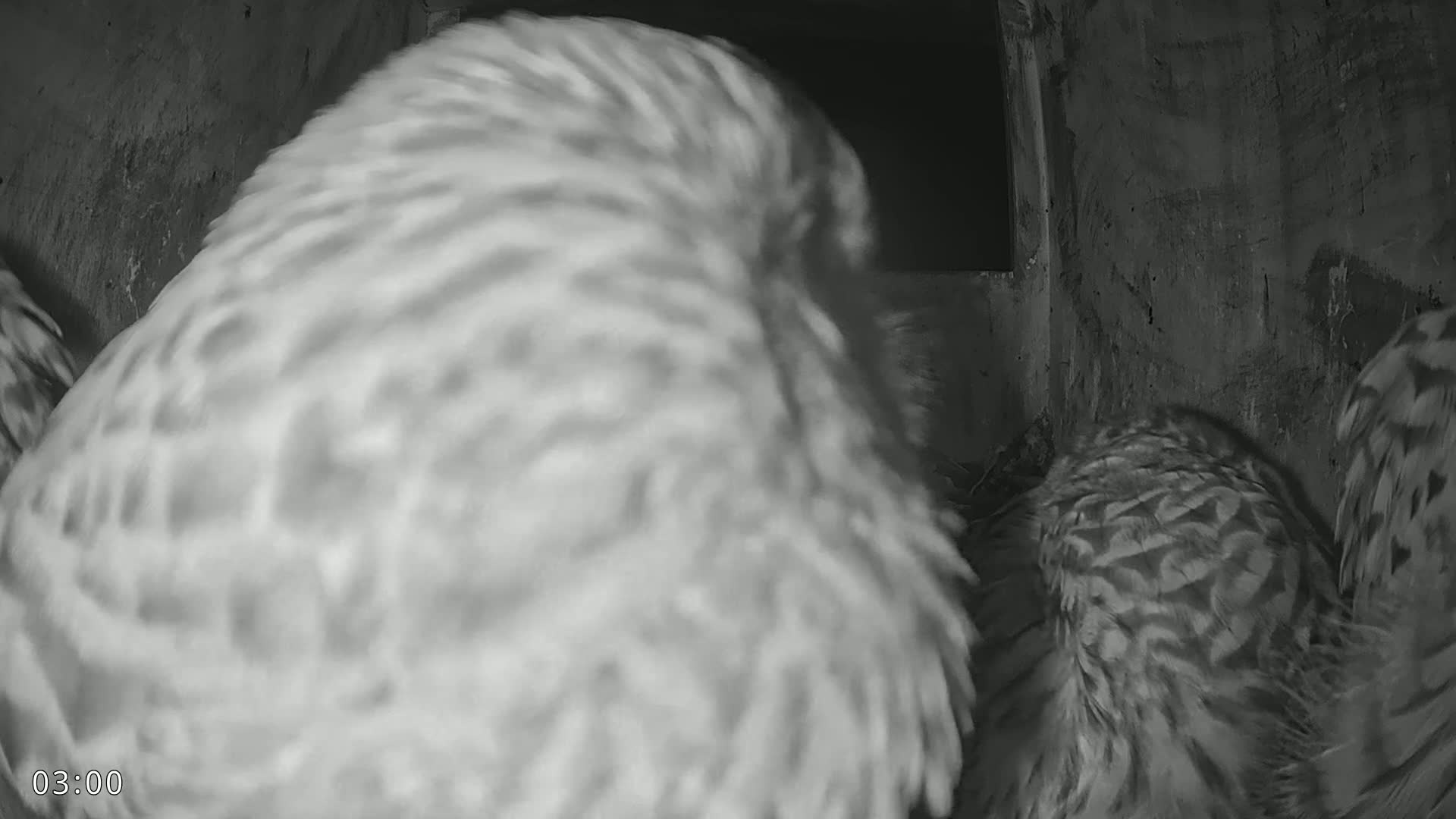 Dronninglund, Birds and Squirrels in the Forest Live Cam - Dronninglund, Bronderslev, Nordjylland(North Denmark), Denmark