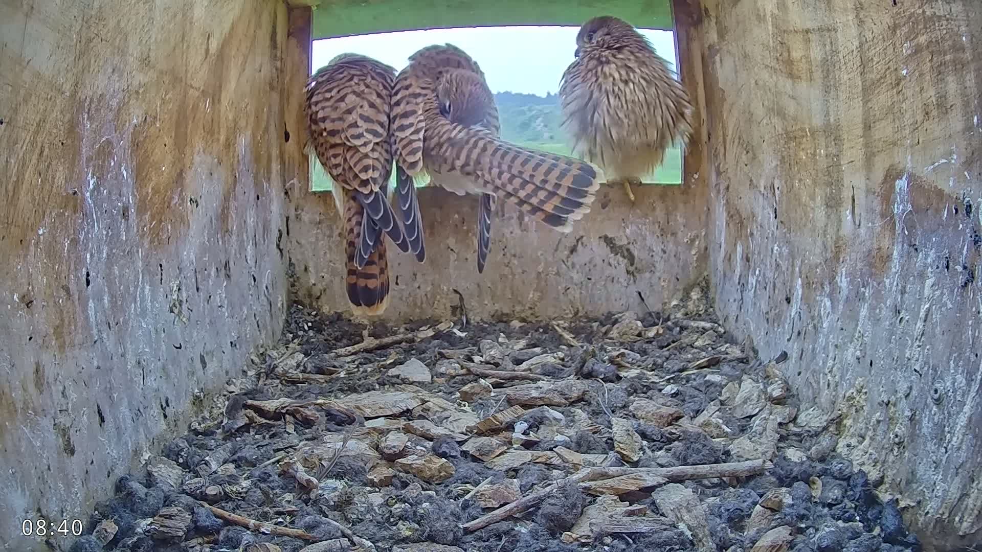 Dronninglund, Birds and Squirrels in the Forest Live Cam - Dronninglund, Bronderslev, Nordjylland(North Denmark), Denmark
