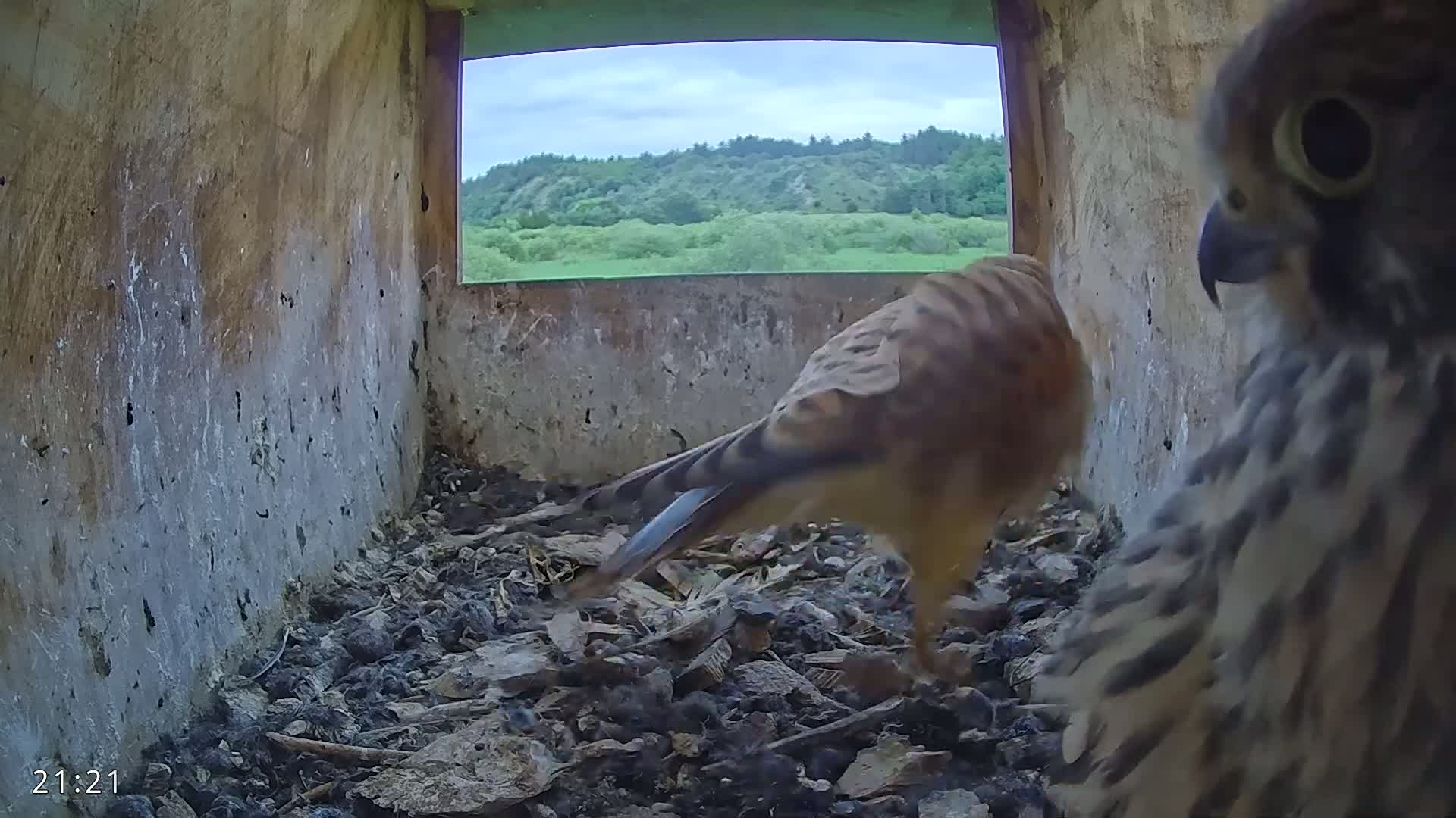 Dronninglund, Birds and Squirrels in the Forest Live Cam - Dronninglund, Bronderslev, Nordjylland(North Denmark), Denmark