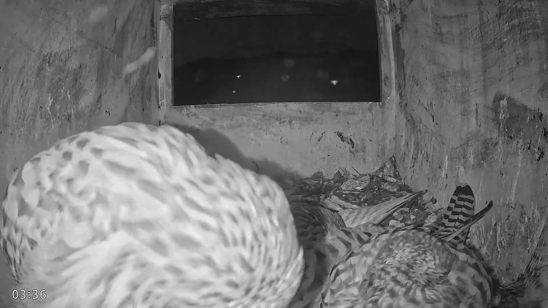 Dronninglund, Birds and Squirrels in the Forest Live Cam - Dronninglund, Bronderslev, Nordjylland(North Denmark), Denmark