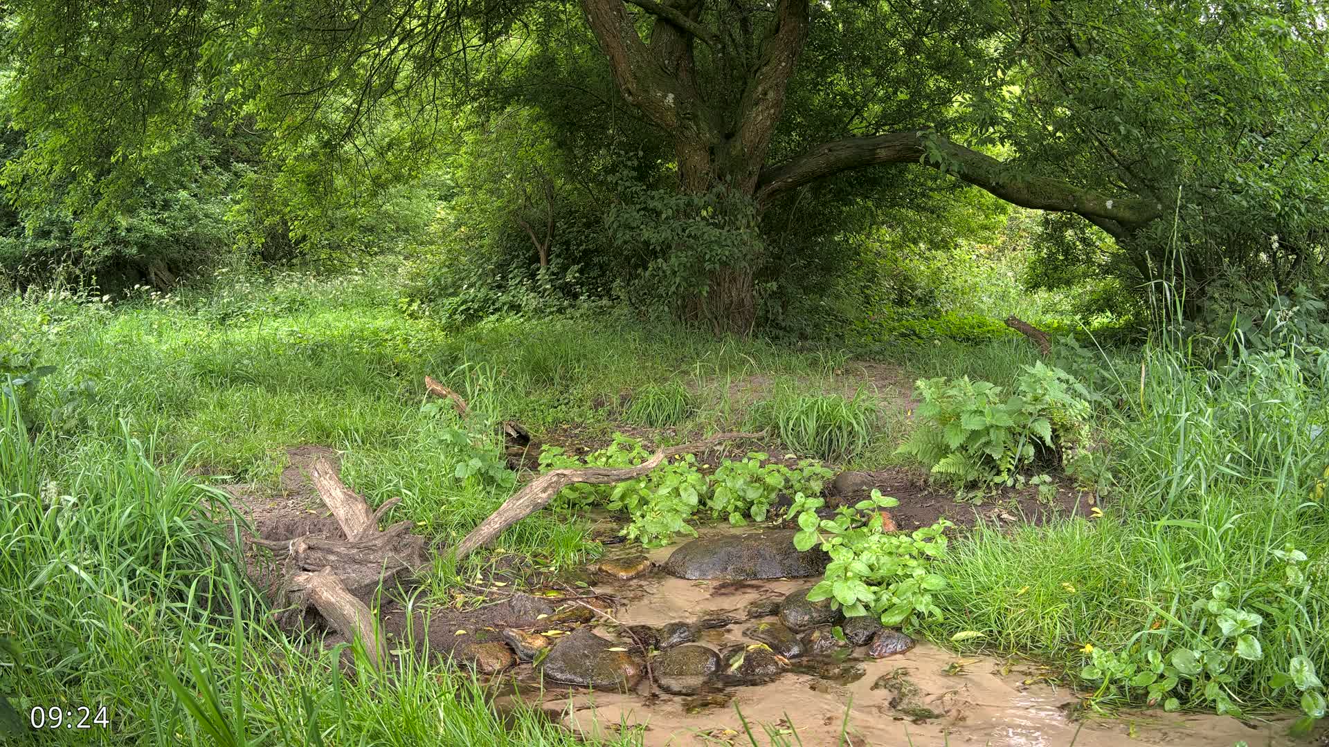 A shallow stream flows through a lush green forest, with fallen logs and rocks in and around the water.
