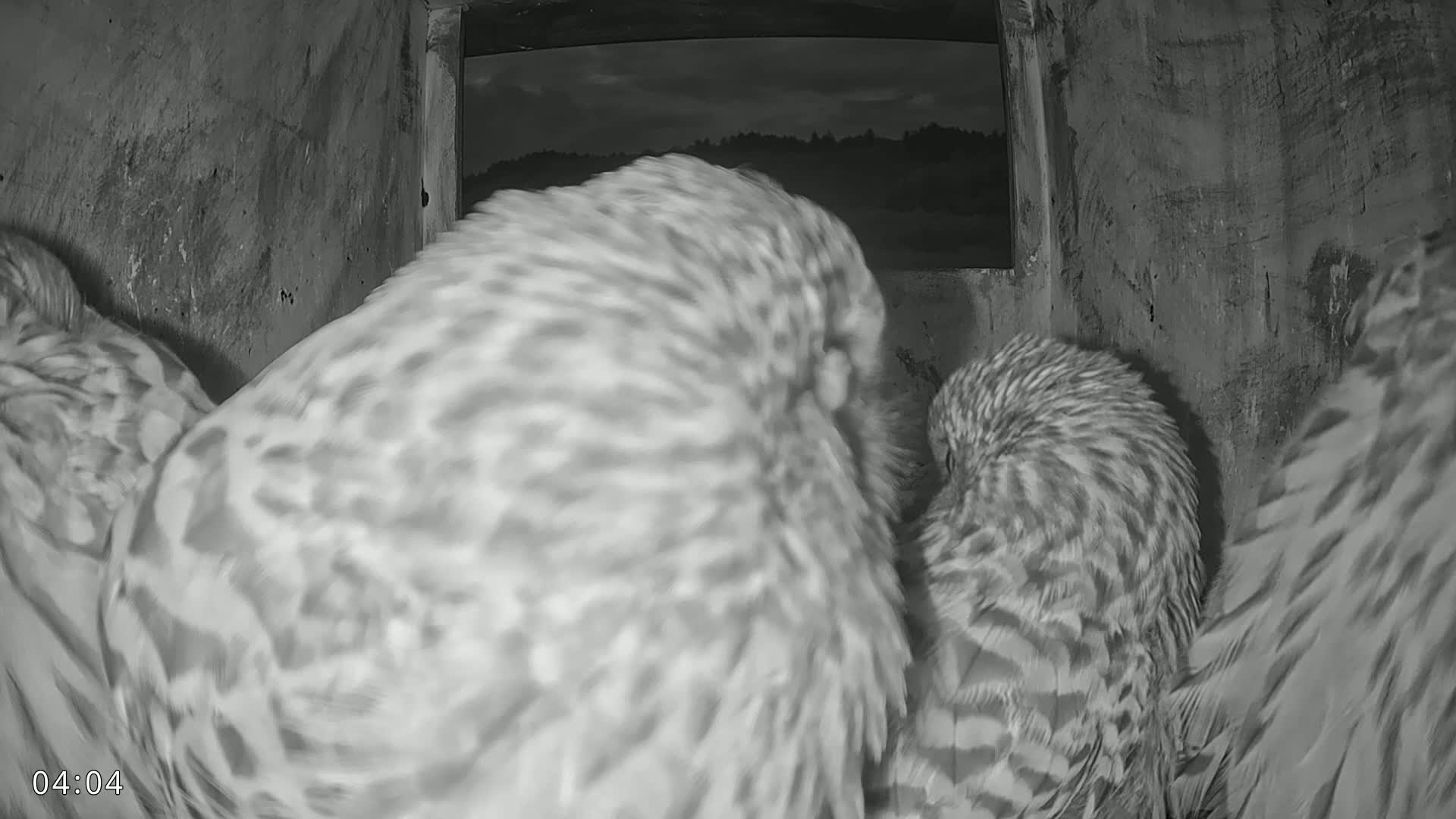 Dronninglund, Birds and Squirrels in the Forest Live Cam - Dronninglund, Bronderslev, Nordjylland(North Denmark), Denmark