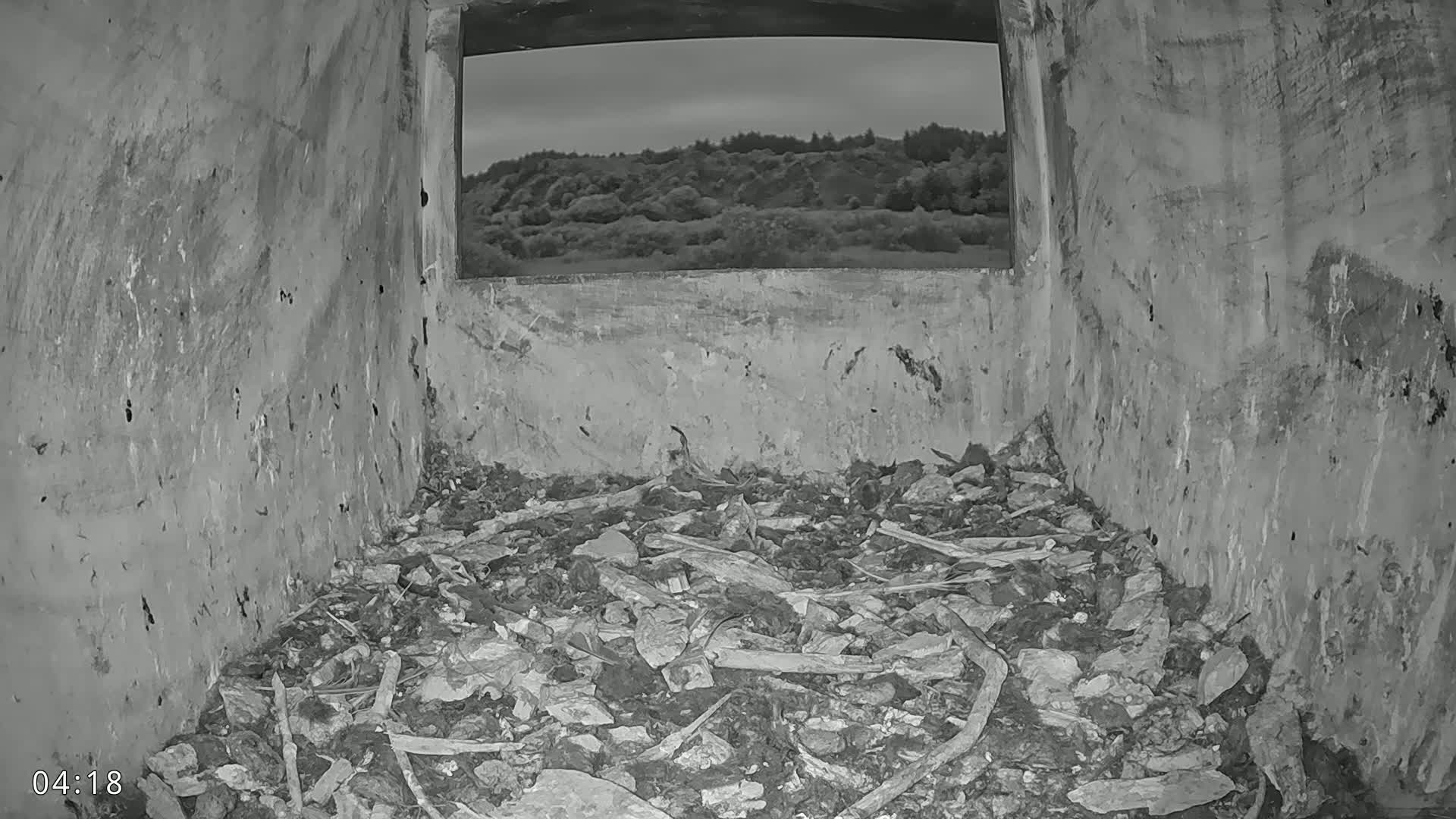 Dronninglund, Birds and Squirrels in the Forest Live Cam - Dronninglund, Bronderslev, Nordjylland(North Denmark), Denmark