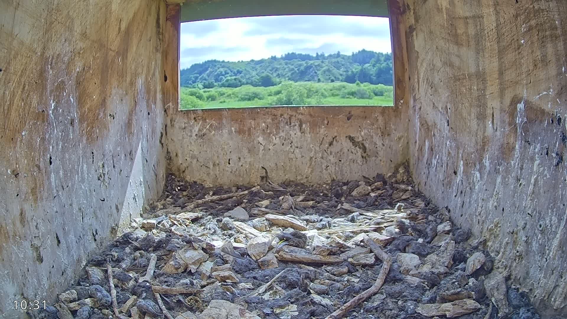 Dronninglund, Birds and Squirrels in the Forest Live Cam - Dronninglund, Bronderslev, Nordjylland(North Denmark), Denmark