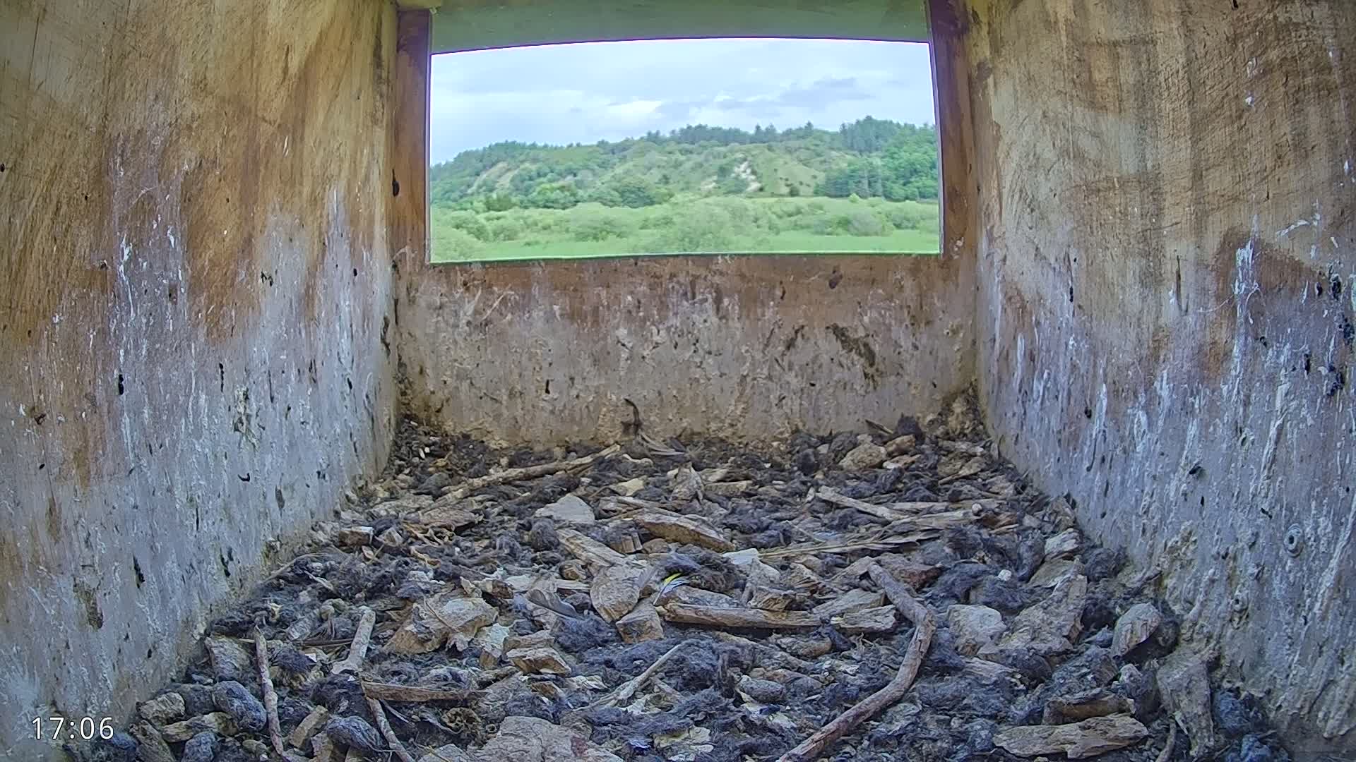 Dronninglund, Birds and Squirrels in the Forest Live Cam - Dronninglund, Bronderslev, Nordjylland(North Denmark), Denmark