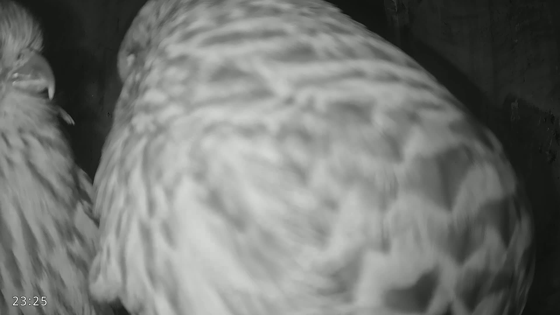 Dronninglund, Birds and Squirrels in the Forest Live Cam - Dronninglund, Bronderslev, Nordjylland(North Denmark), Denmark