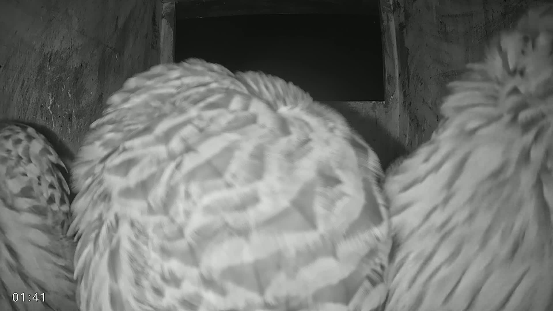 Dronninglund, Birds and Squirrels in the Forest Live Cam - Dronninglund, Bronderslev, Nordjylland(North Denmark), Denmark