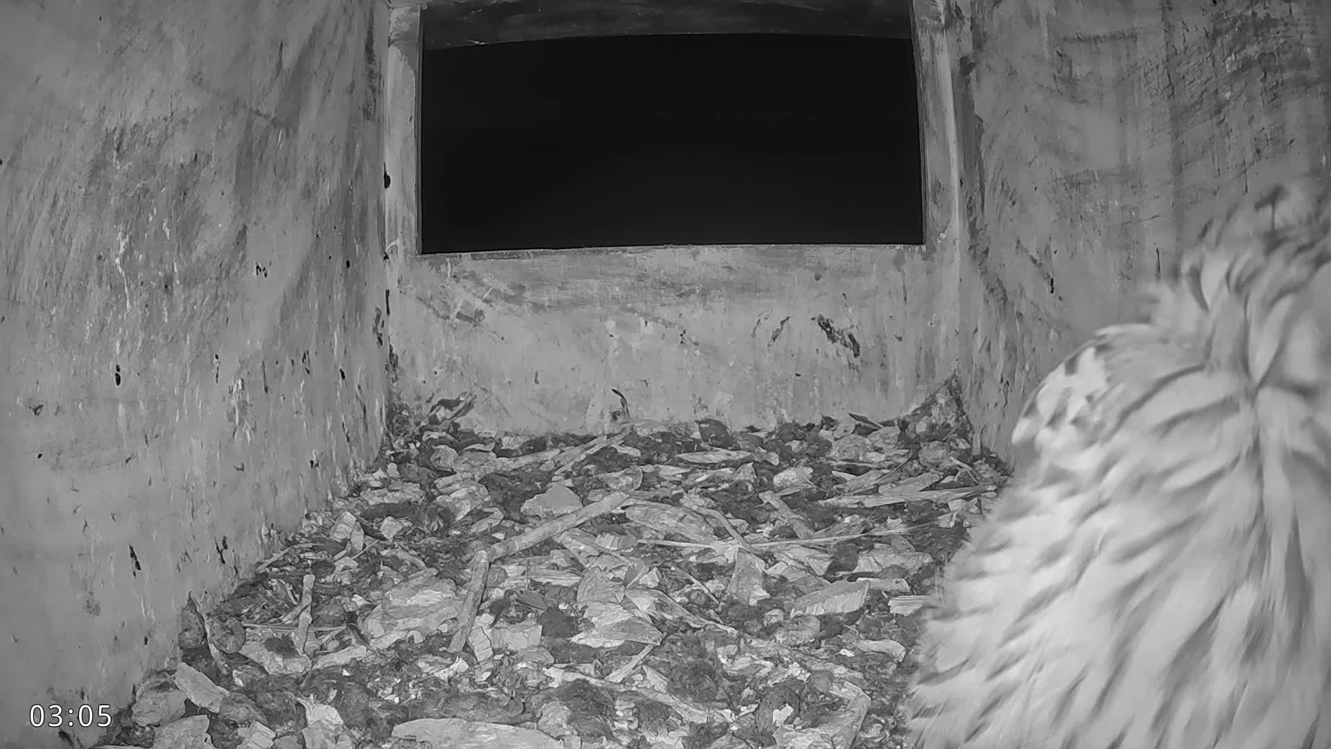 Dronninglund, Birds and Squirrels in the Forest Live Cam - Dronninglund, Bronderslev, Nordjylland(North Denmark), Denmark