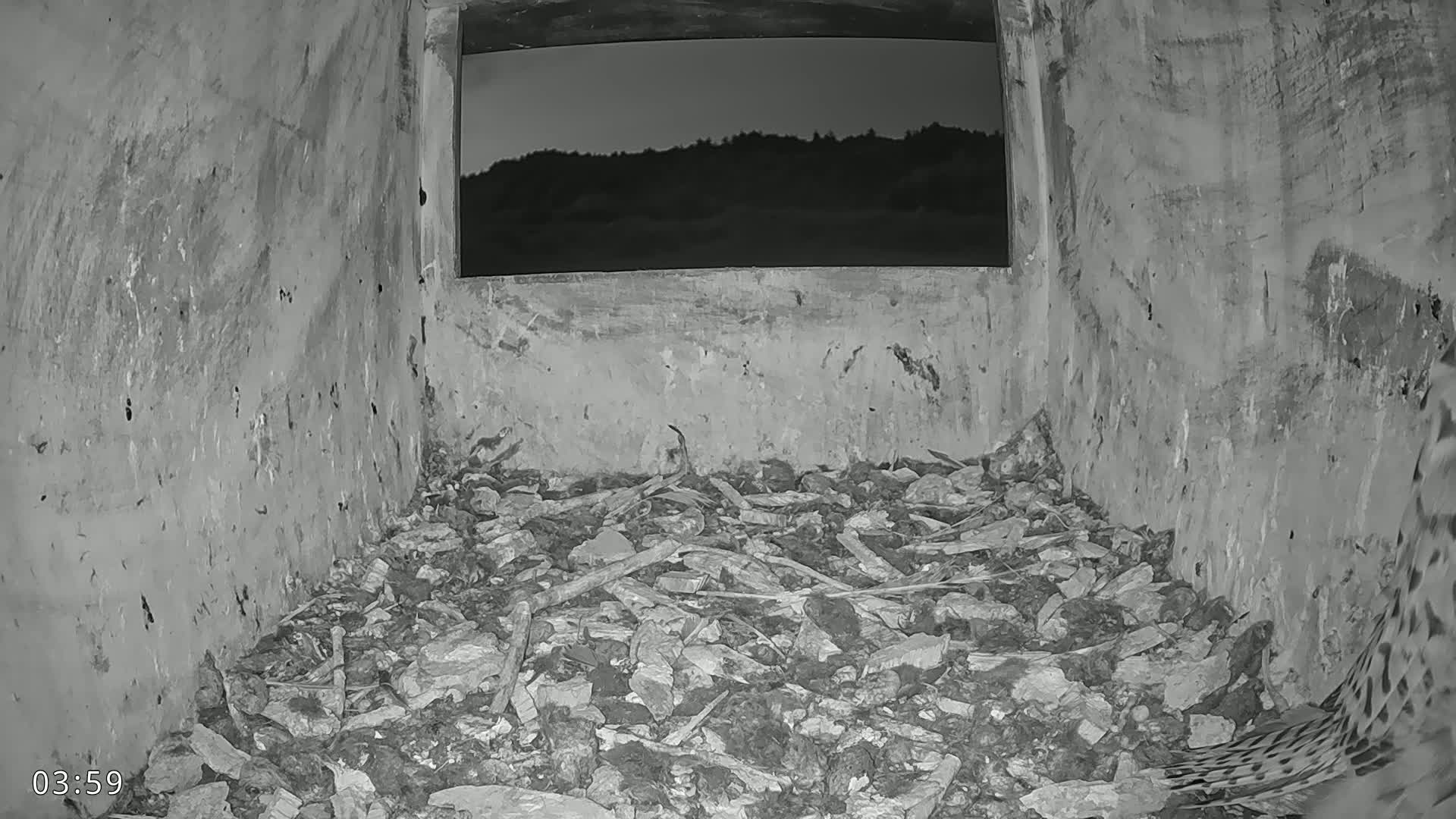 Dronninglund, Birds and Squirrels in the Forest Live Cam - Dronninglund, Bronderslev, Nordjylland(North Denmark), Denmark