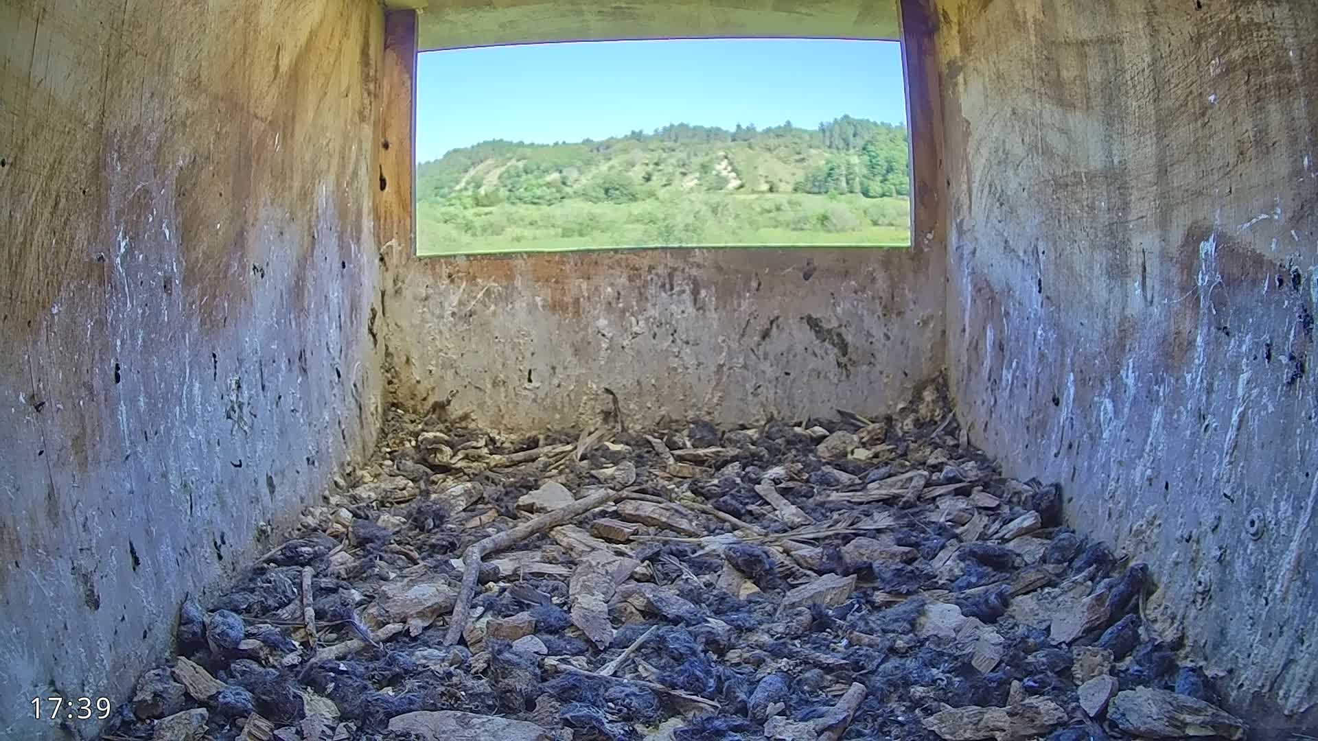 Dronninglund, Birds and Squirrels in the Forest Live Cam - Dronninglund, Bronderslev, Nordjylland(North Denmark), Denmark
