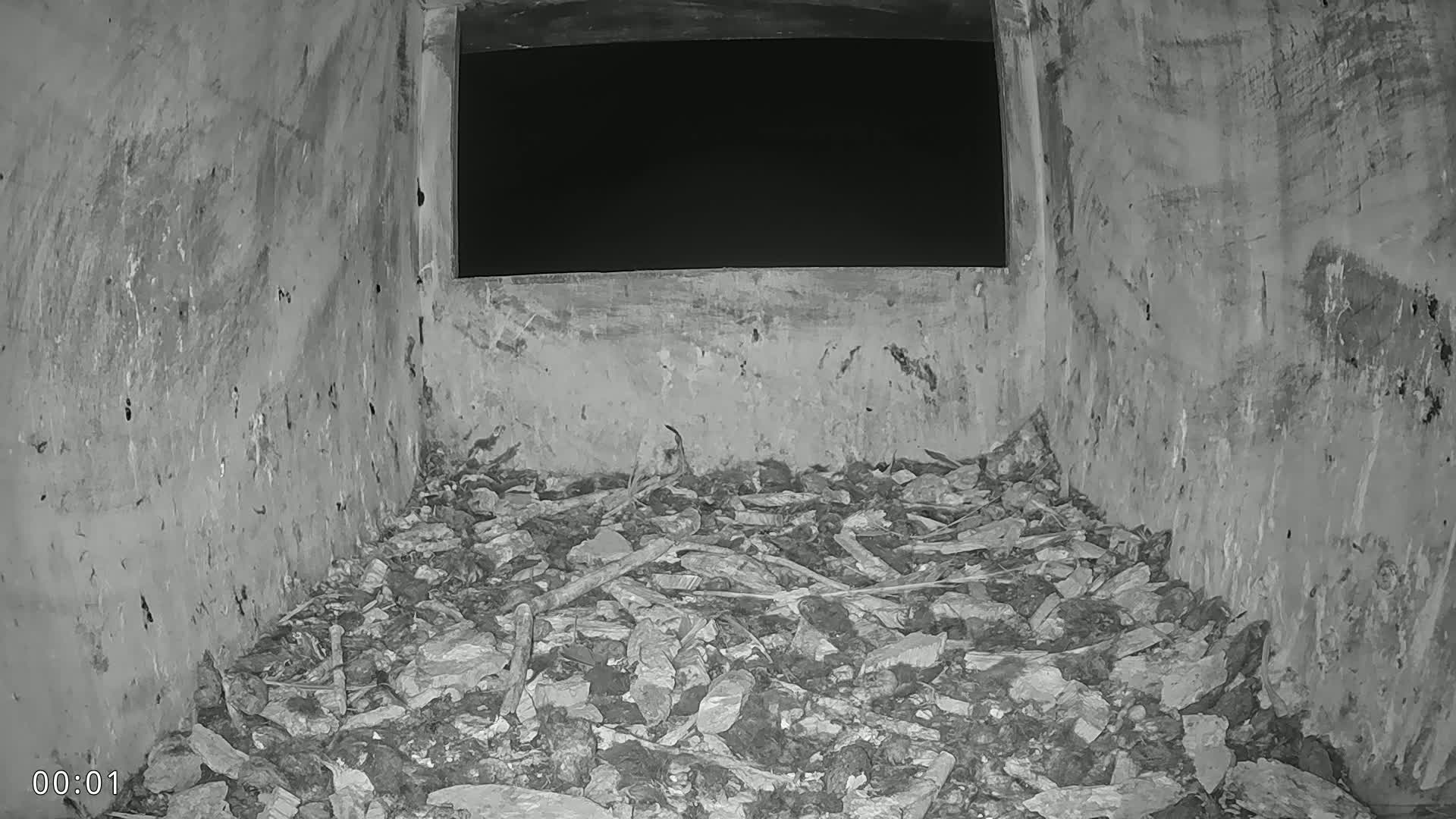 Dronninglund, Birds and Squirrels in the Forest Live Cam - Dronninglund, Bronderslev, Nordjylland(North Denmark), Denmark