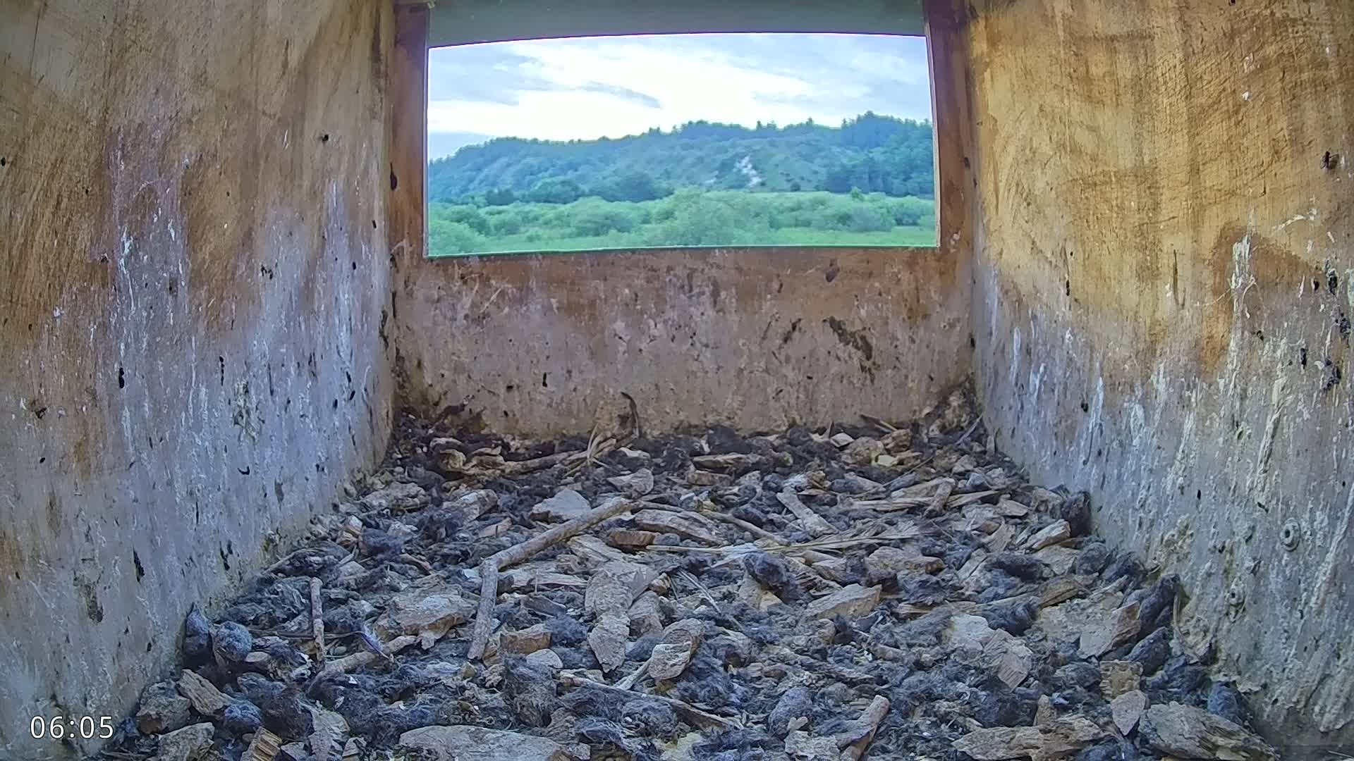 Dronninglund, Birds and Squirrels in the Forest Live Cam - Dronninglund, Bronderslev, Nordjylland(North Denmark), Denmark