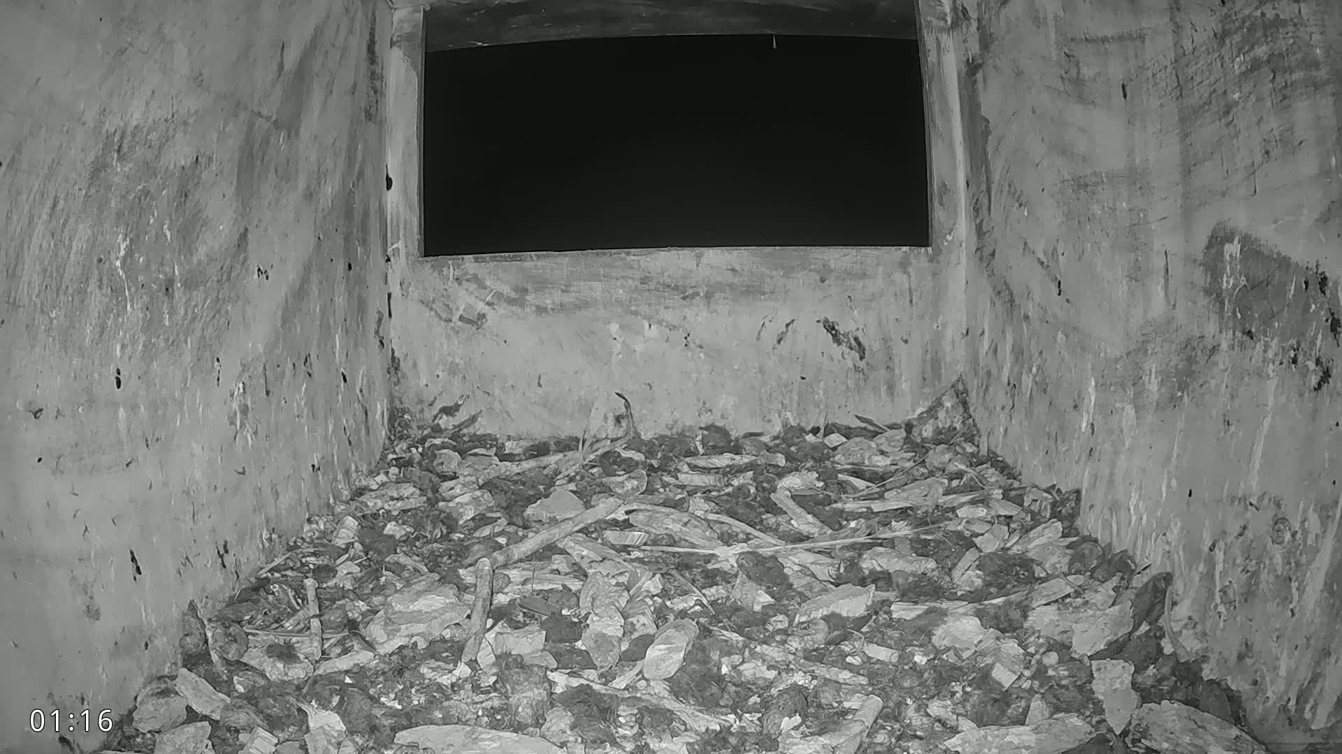 Dronninglund, Birds and Squirrels in the Forest Live Cam - Dronninglund, Bronderslev, Nordjylland(North Denmark), Denmark
