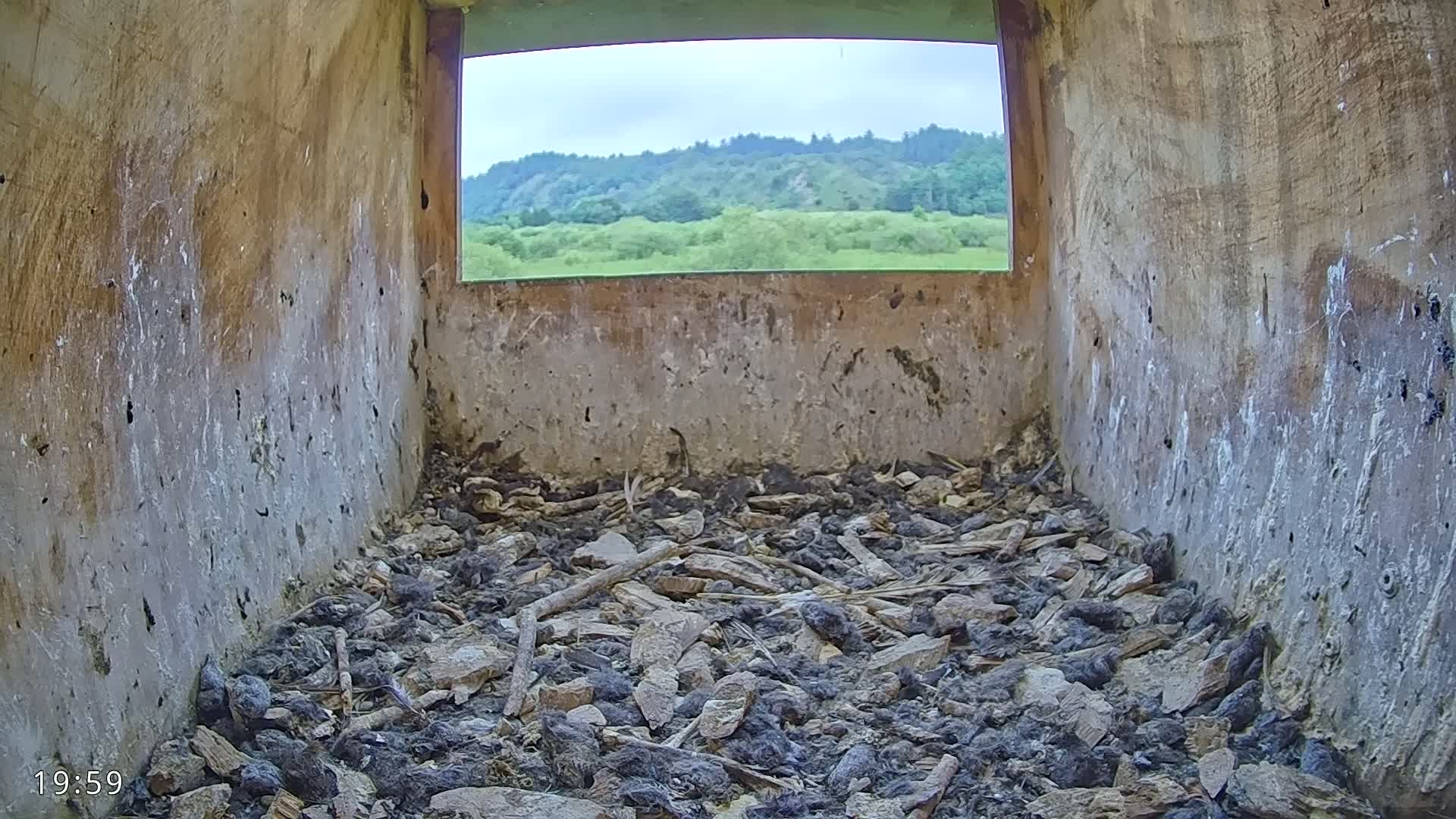 Dronninglund, Birds and Squirrels in the Forest Live Cam - Dronninglund, Bronderslev, Nordjylland(North Denmark), Denmark