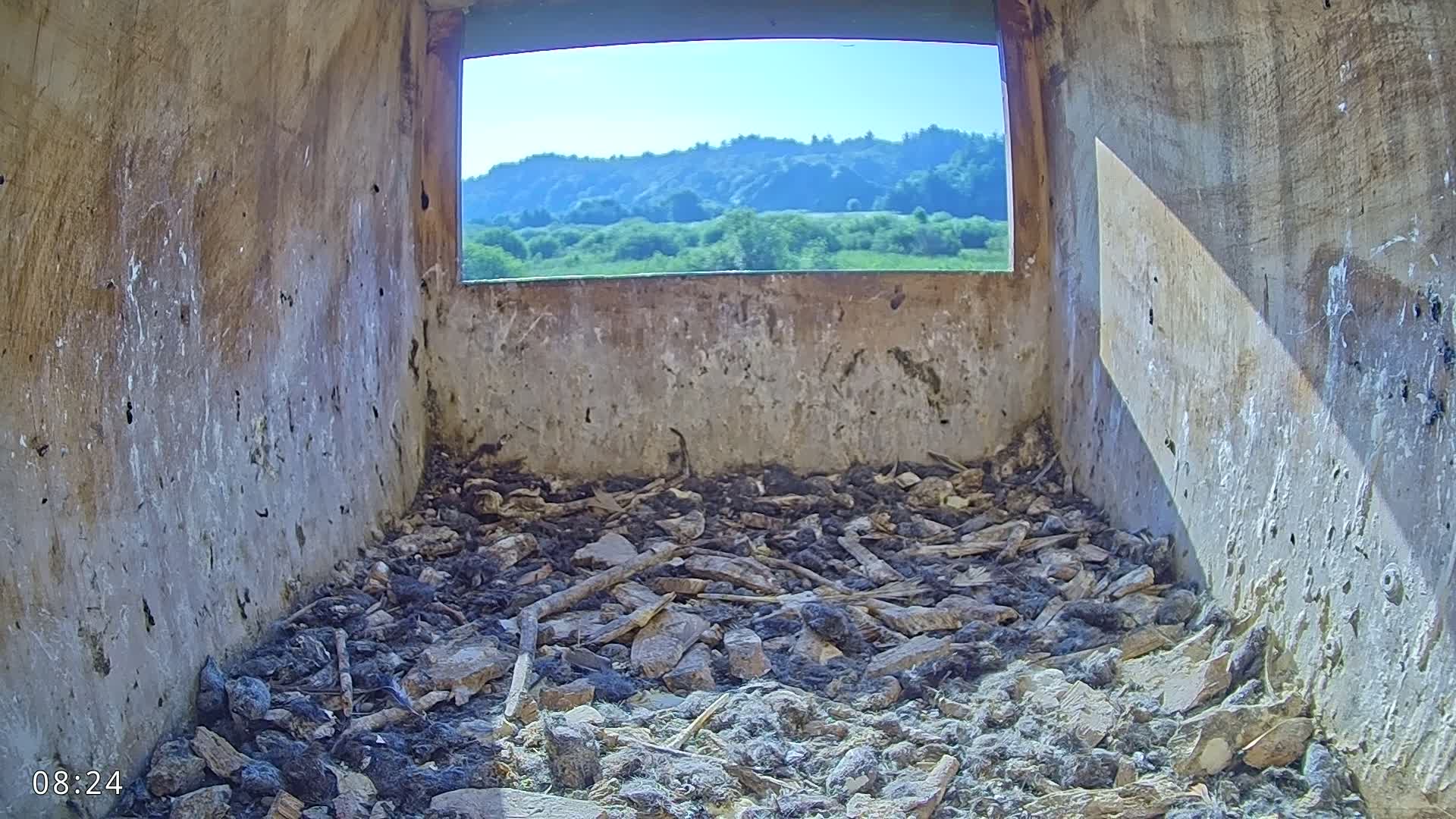Dronninglund, Birds and Squirrels in the Forest Live Cam - Dronninglund, Bronderslev, Nordjylland(North Denmark), Denmark