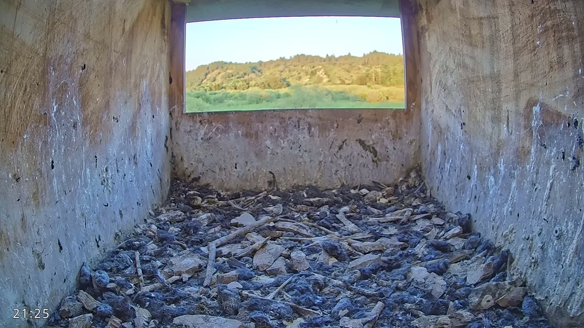 Dronninglund, Birds and Squirrels in the Forest Live Cam - Dronninglund, Bronderslev, Nordjylland(North Denmark), Denmark
