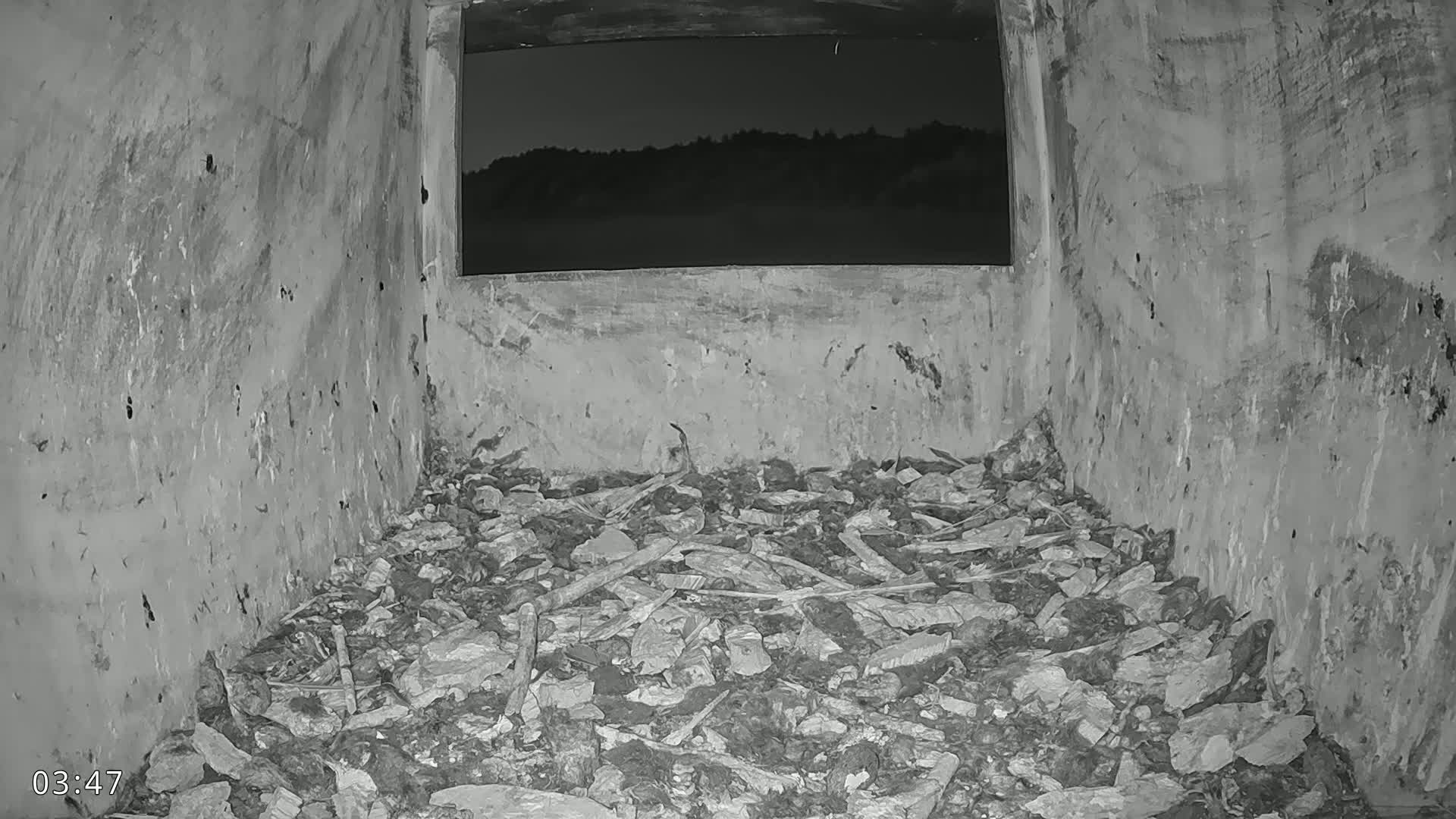 Dronninglund, Birds and Squirrels in the Forest Live Cam - Dronninglund, Bronderslev, Nordjylland(North Denmark), Denmark
