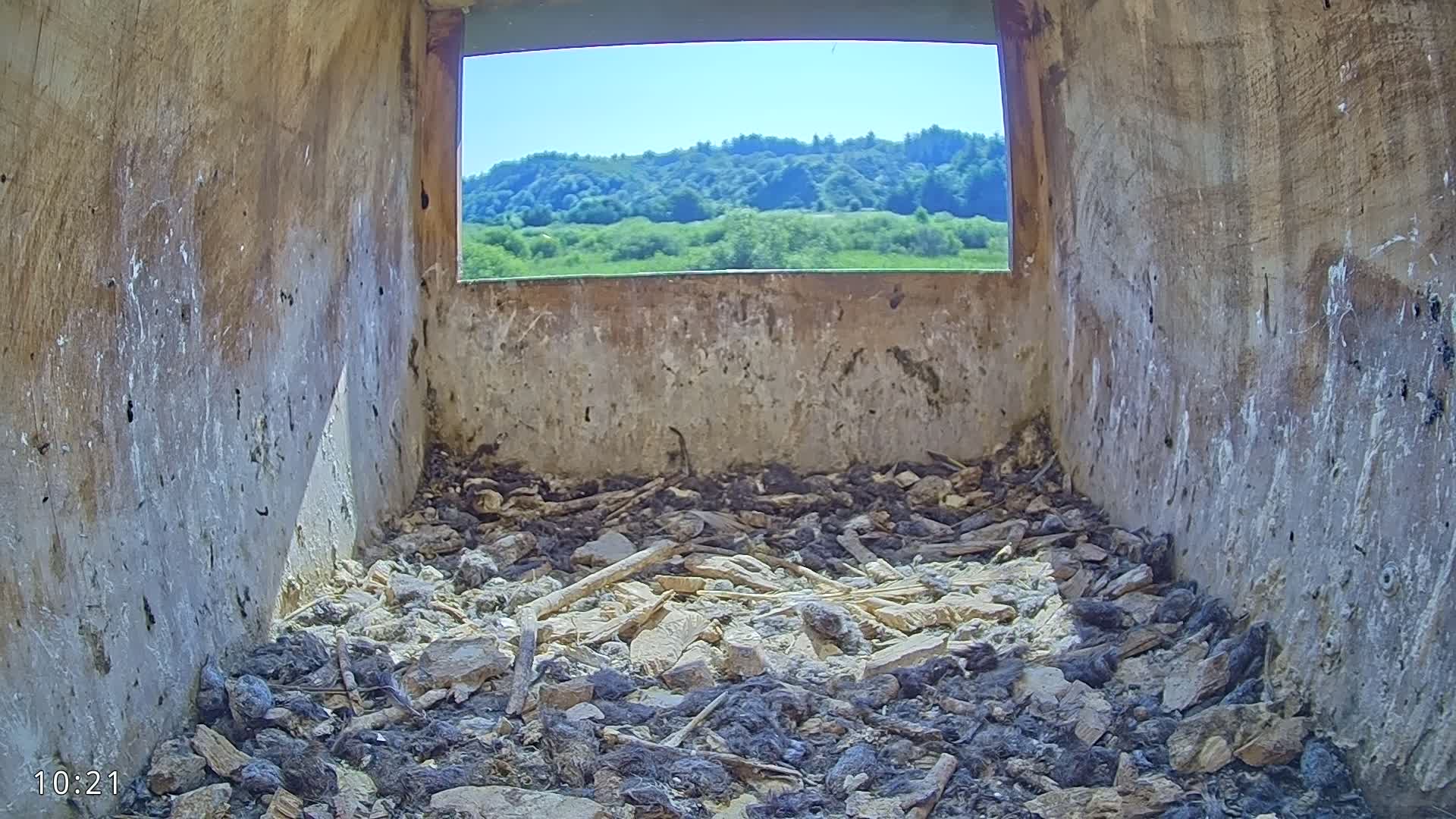 The interior of a birdhouse shows a floor covered in debris and a window displaying a sunny view of a verdant hillside.