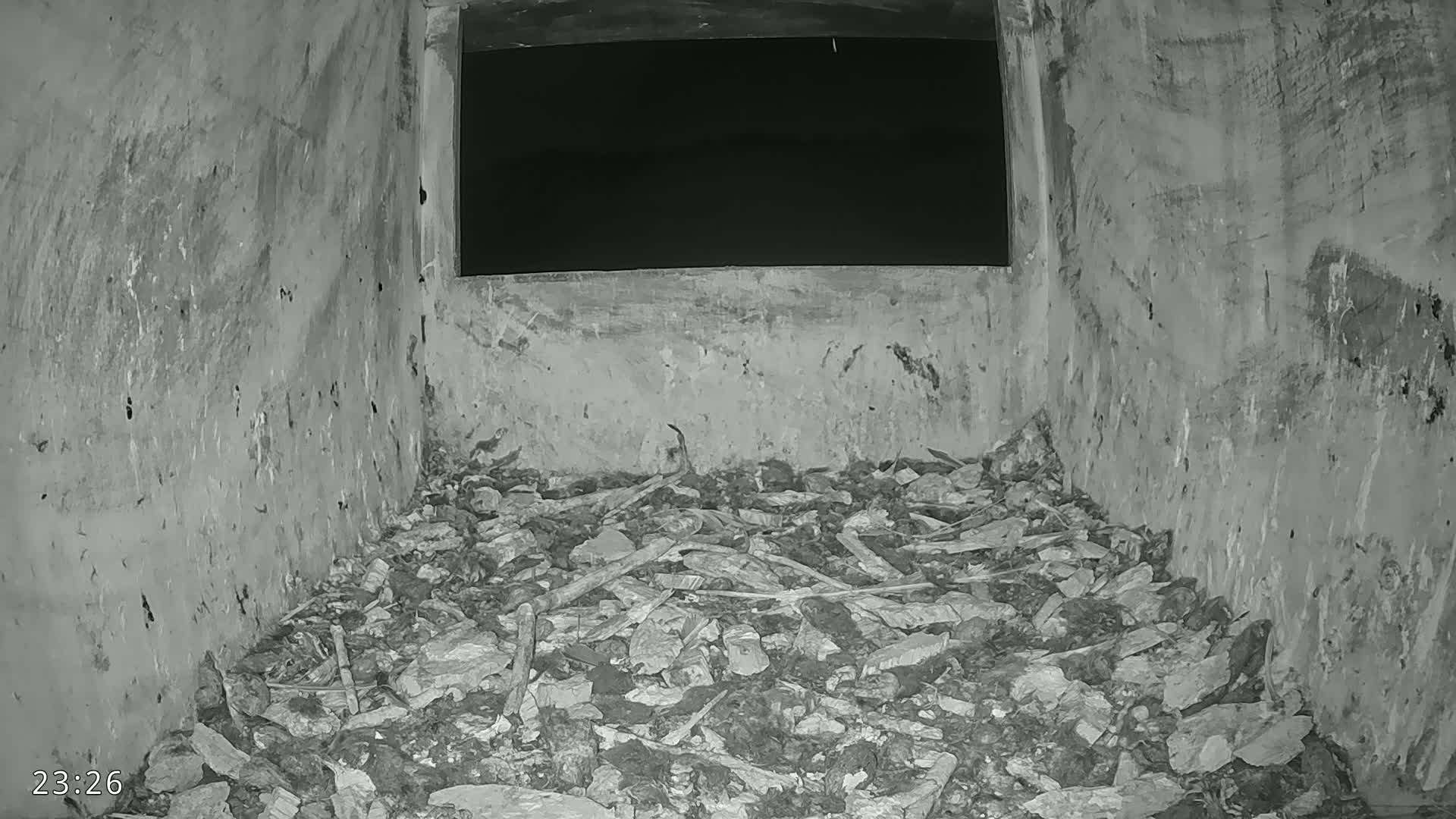 Dronninglund, Birds and Squirrels in the Forest Live Cam - Dronninglund, Bronderslev, Nordjylland(North Denmark), Denmark