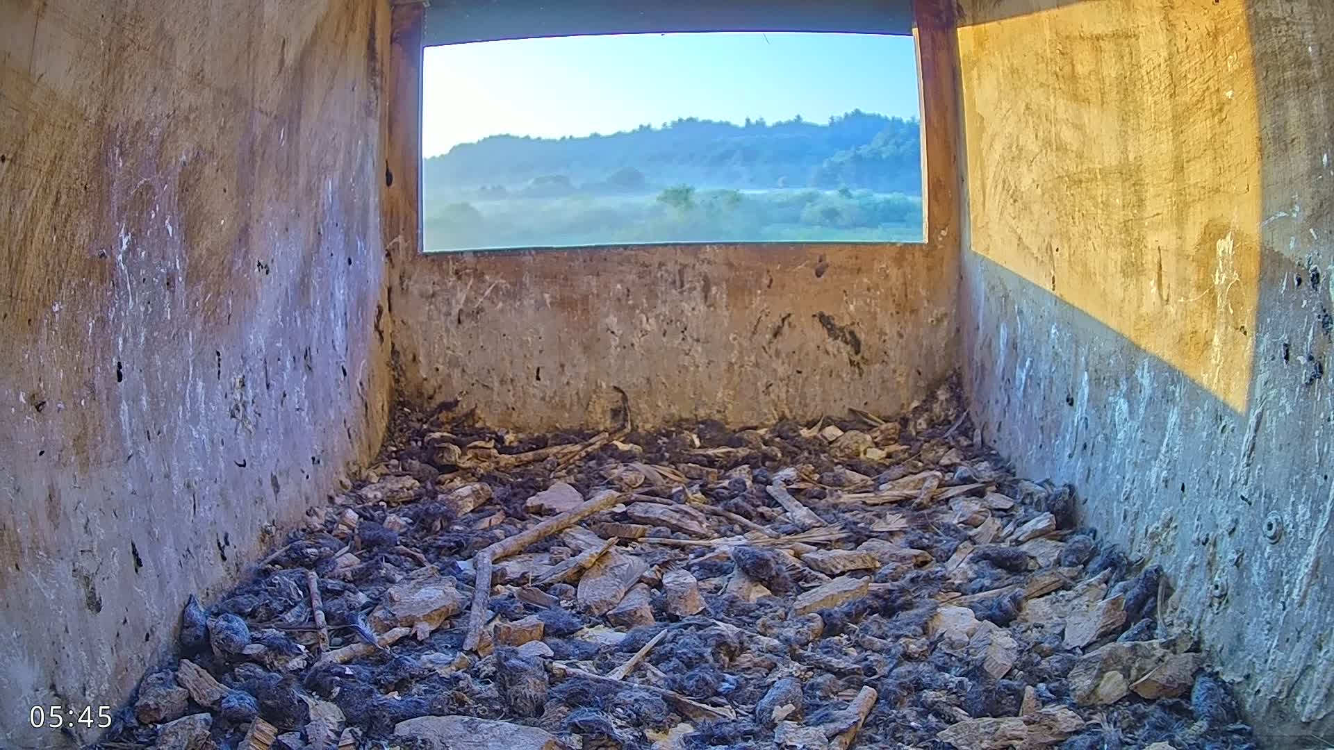 Dronninglund, Birds and Squirrels in the Forest Live Cam - Dronninglund, Bronderslev, Nordjylland(North Denmark), Denmark