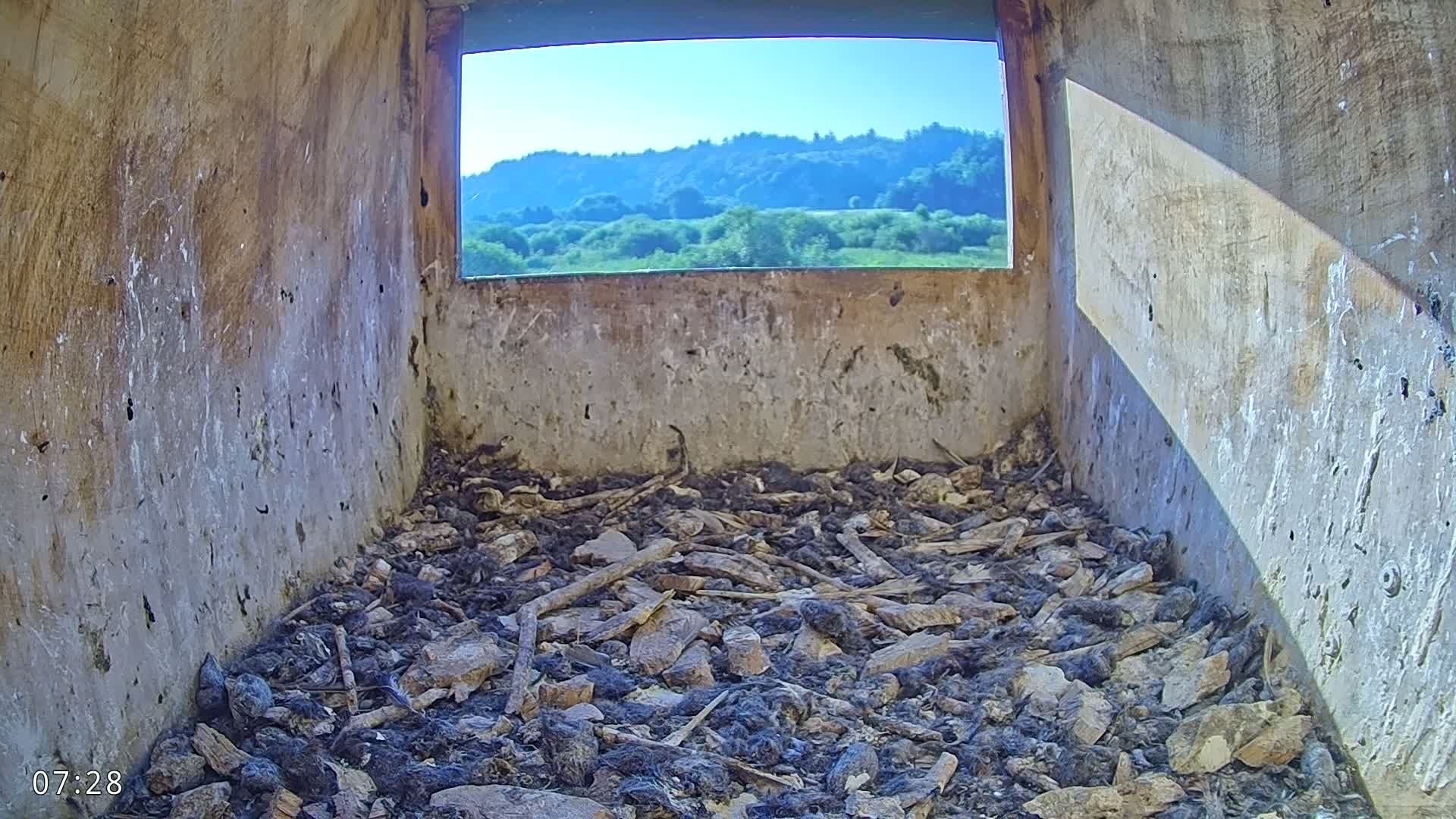 Dronninglund, Birds and Squirrels in the Forest Live Cam - Dronninglund, Bronderslev, Nordjylland(North Denmark), Denmark