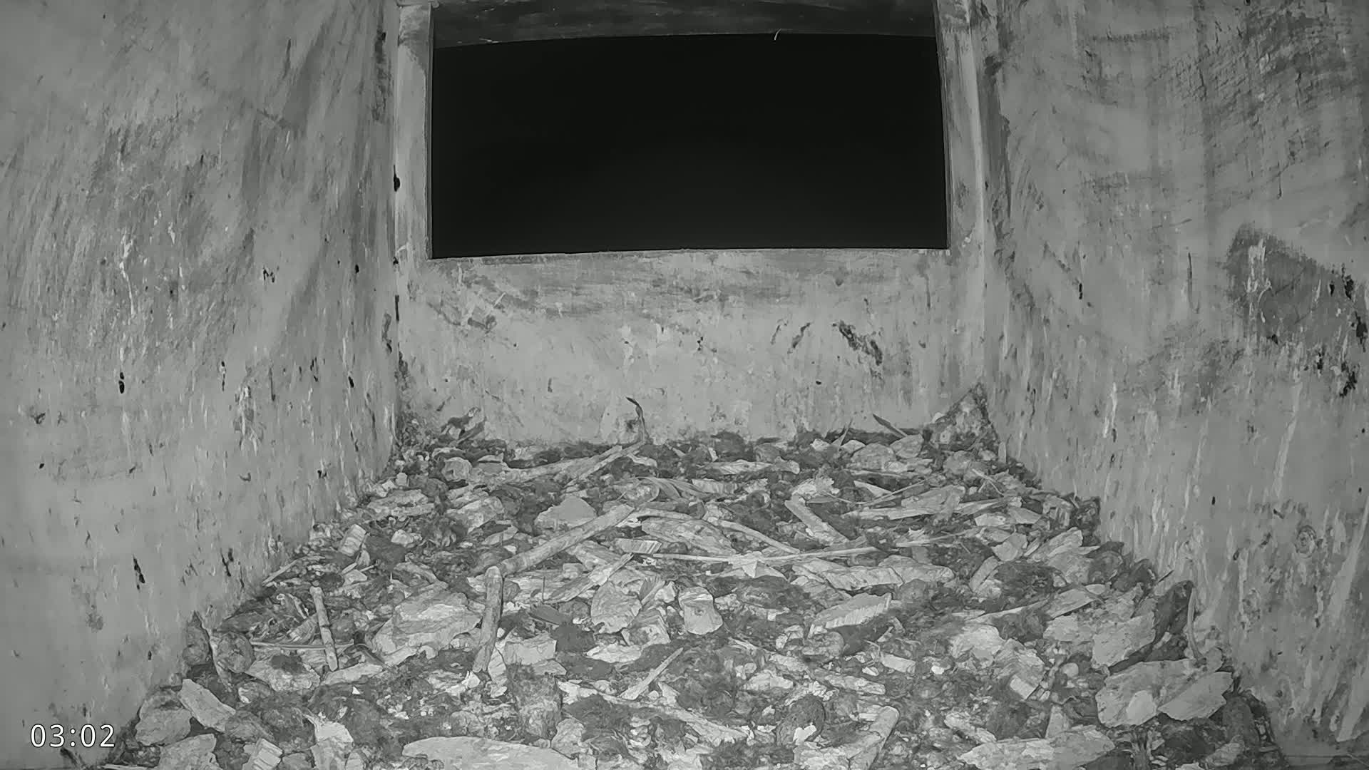 Dronninglund, Birds and Squirrels in the Forest Live Cam - Dronninglund, Bronderslev, Nordjylland(North Denmark), Denmark