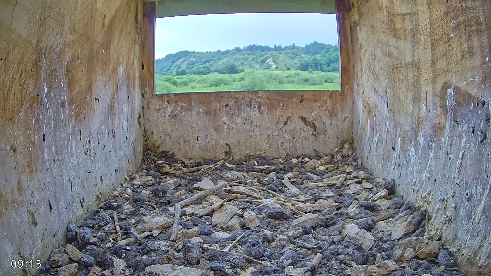 Dronninglund, Birds and Squirrels in the Forest Live Cam - Dronninglund, Bronderslev, Nordjylland(North Denmark), Denmark