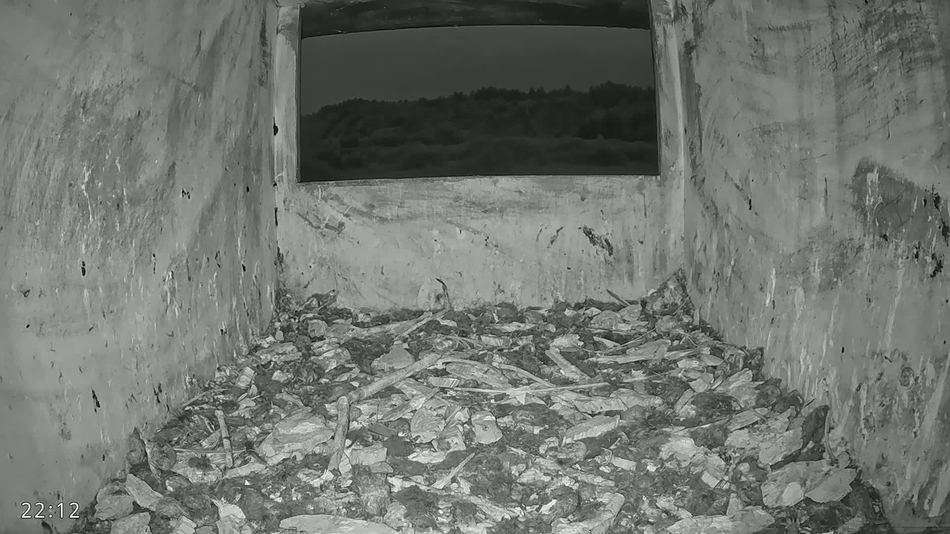 Dronninglund, Birds and Squirrels in the Forest Live Cam - Dronninglund, Bronderslev, Nordjylland(North Denmark), Denmark