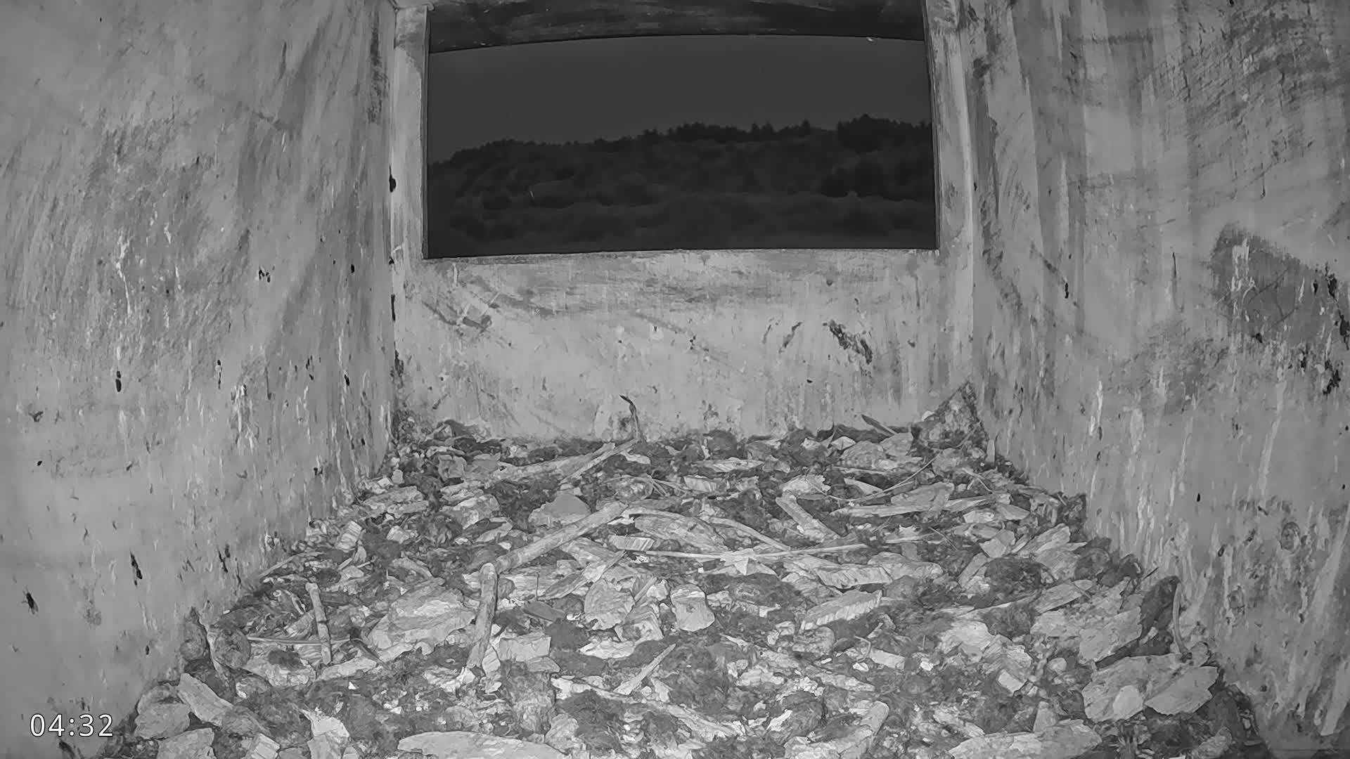 Dronninglund, Birds and Squirrels in the Forest Live Cam - Dronninglund, Bronderslev, Nordjylland(North Denmark), Denmark