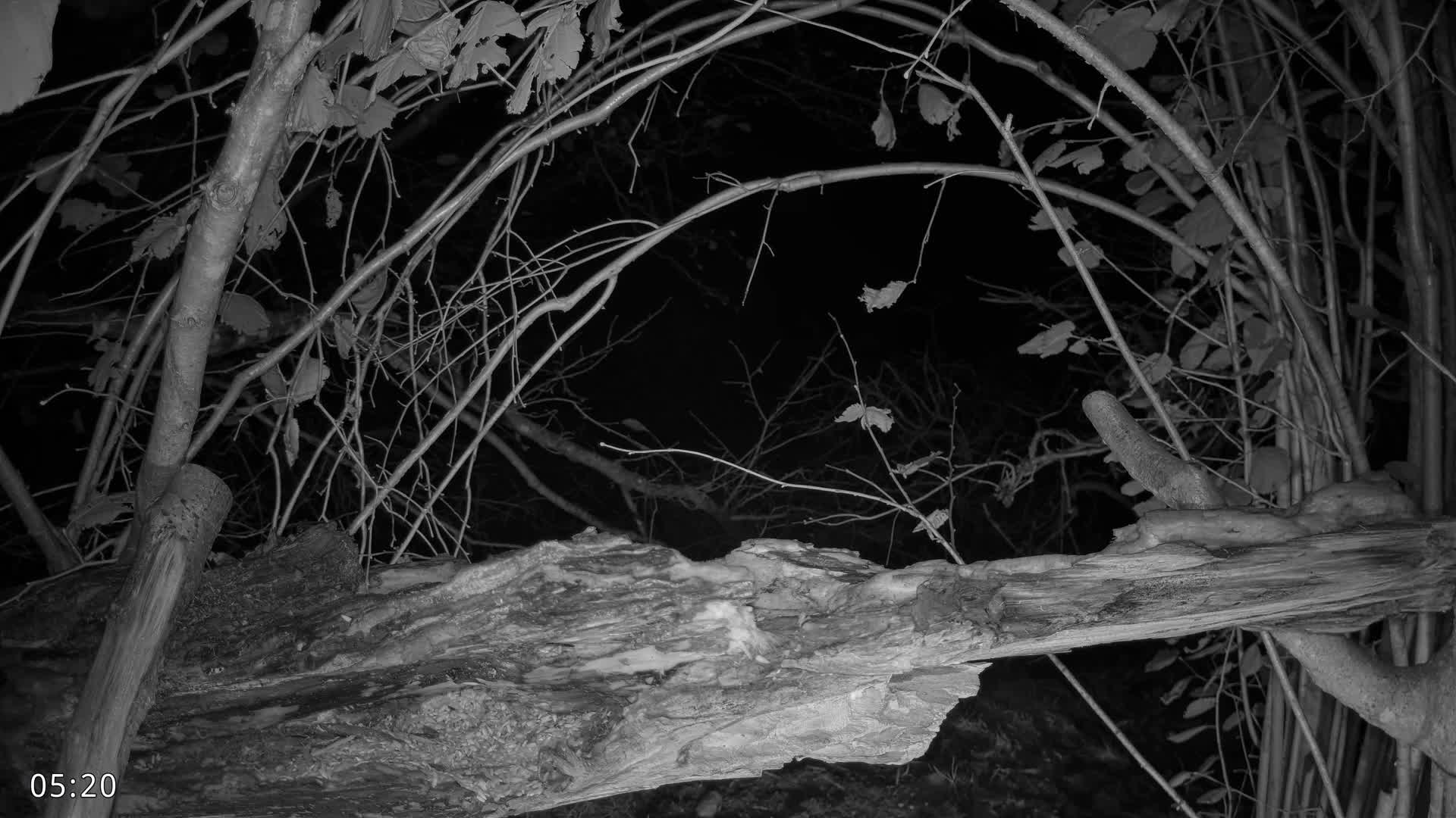 Dronninglund, Birds and Squirrels in the Forest Live Cam - Dronninglund, Bronderslev, Nordjylland(North Denmark), Denmark