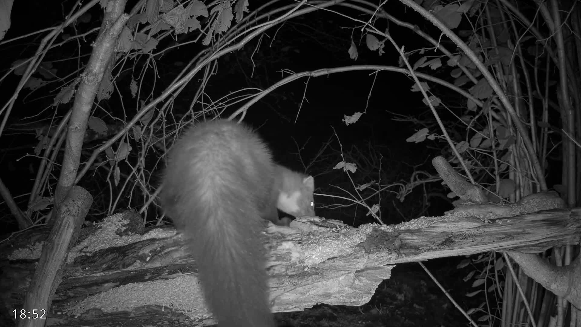 Dronninglund, Birds and Squirrels in the Forest Live Cam - Dronninglund, Bronderslev, Nordjylland(North Denmark), Denmark