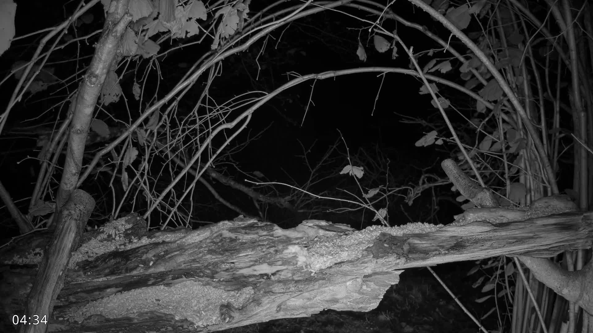 Dronninglund, Birds and Squirrels in the Forest Live Cam - Dronninglund, Bronderslev, Nordjylland(North Denmark), Denmark