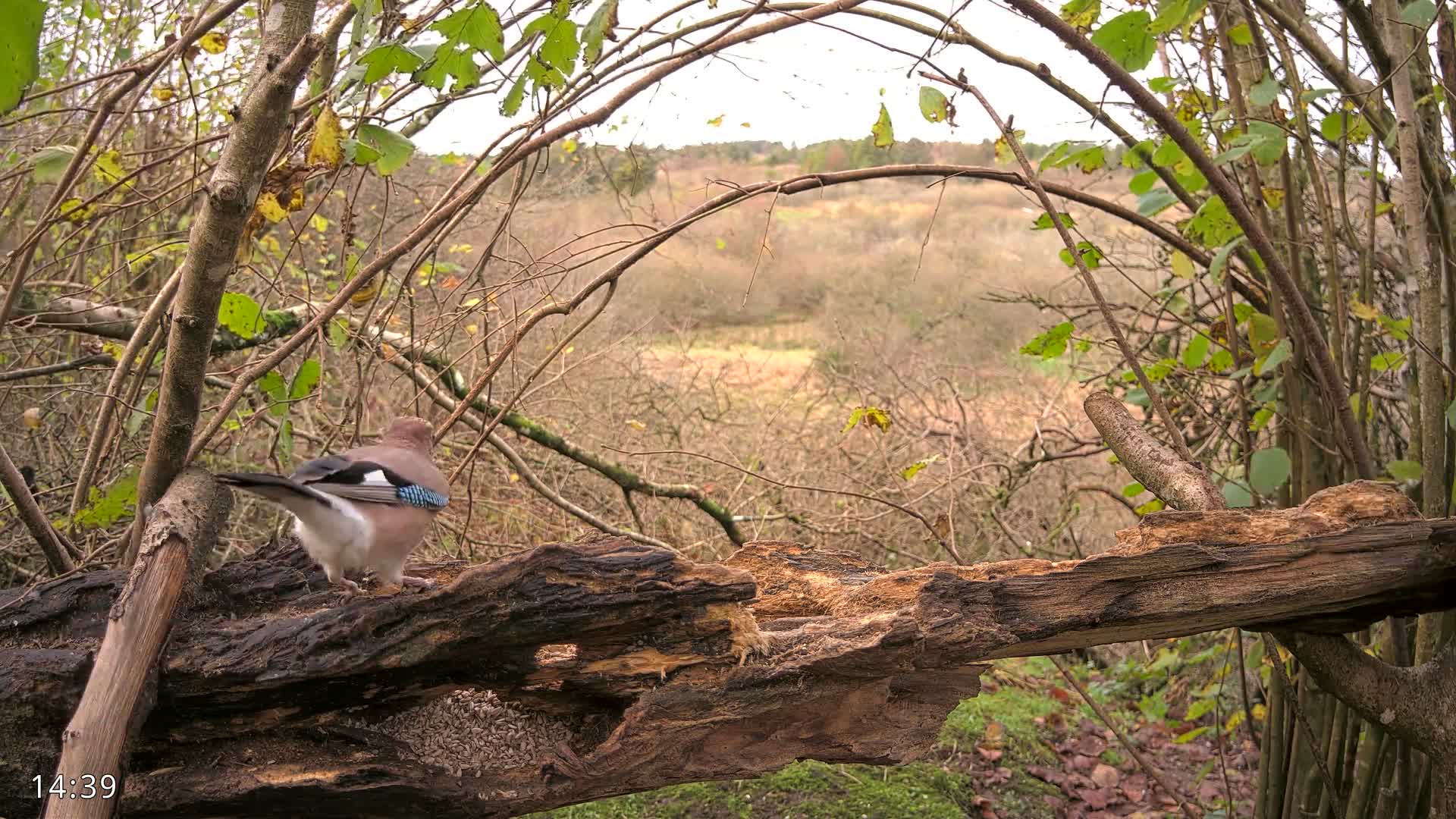 Dronninglund, Birds and Squirrels in the Forest Live Cam - Dronninglund, Bronderslev, Nordjylland(North Denmark), Denmark
