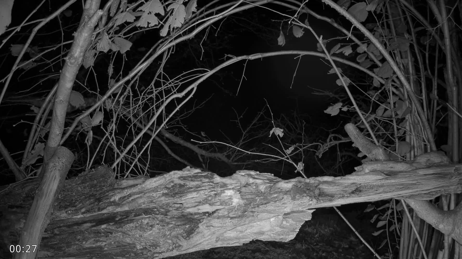 Dronninglund, Birds and Squirrels in the Forest Live Cam - Dronninglund, Bronderslev, Nordjylland(North Denmark), Denmark