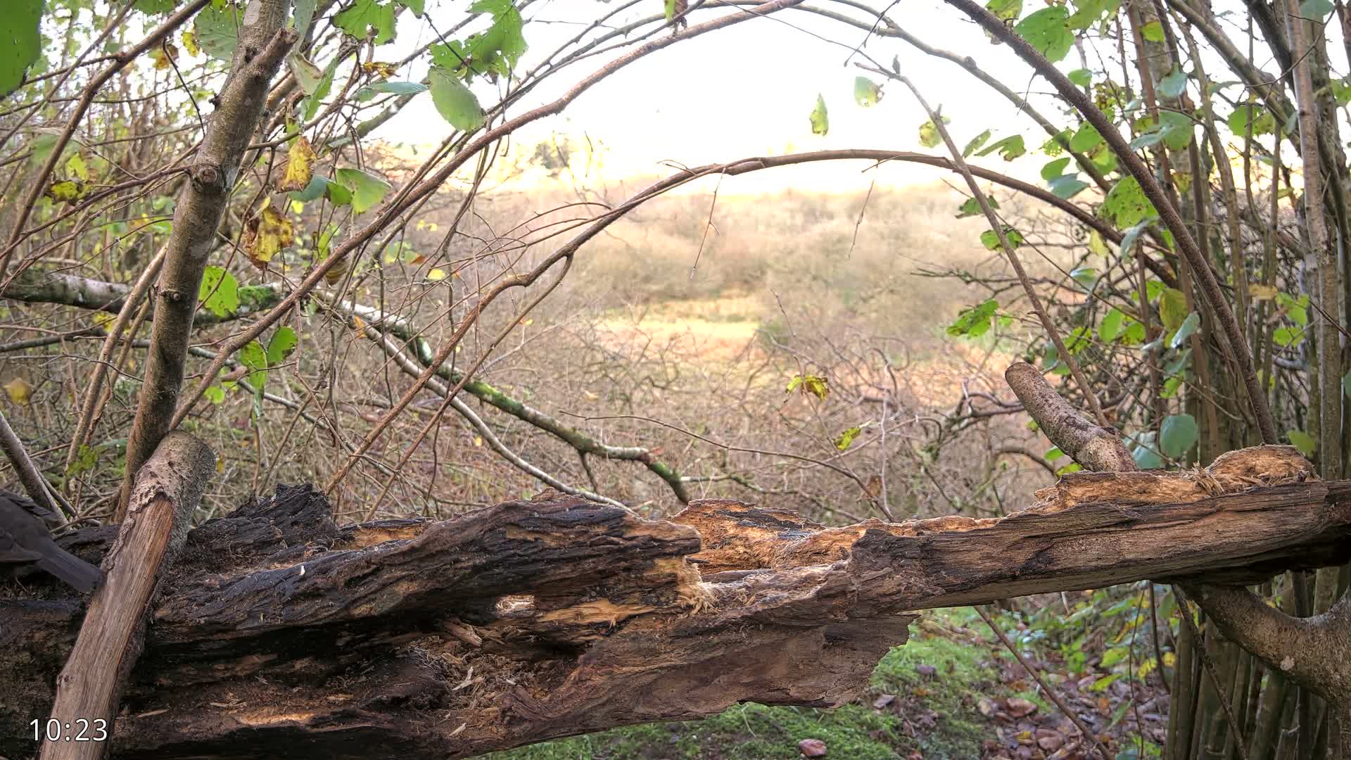 Dronninglund, Birds and Squirrels in the Forest Live Cam - Dronninglund, Bronderslev, Nordjylland(North Denmark), Denmark