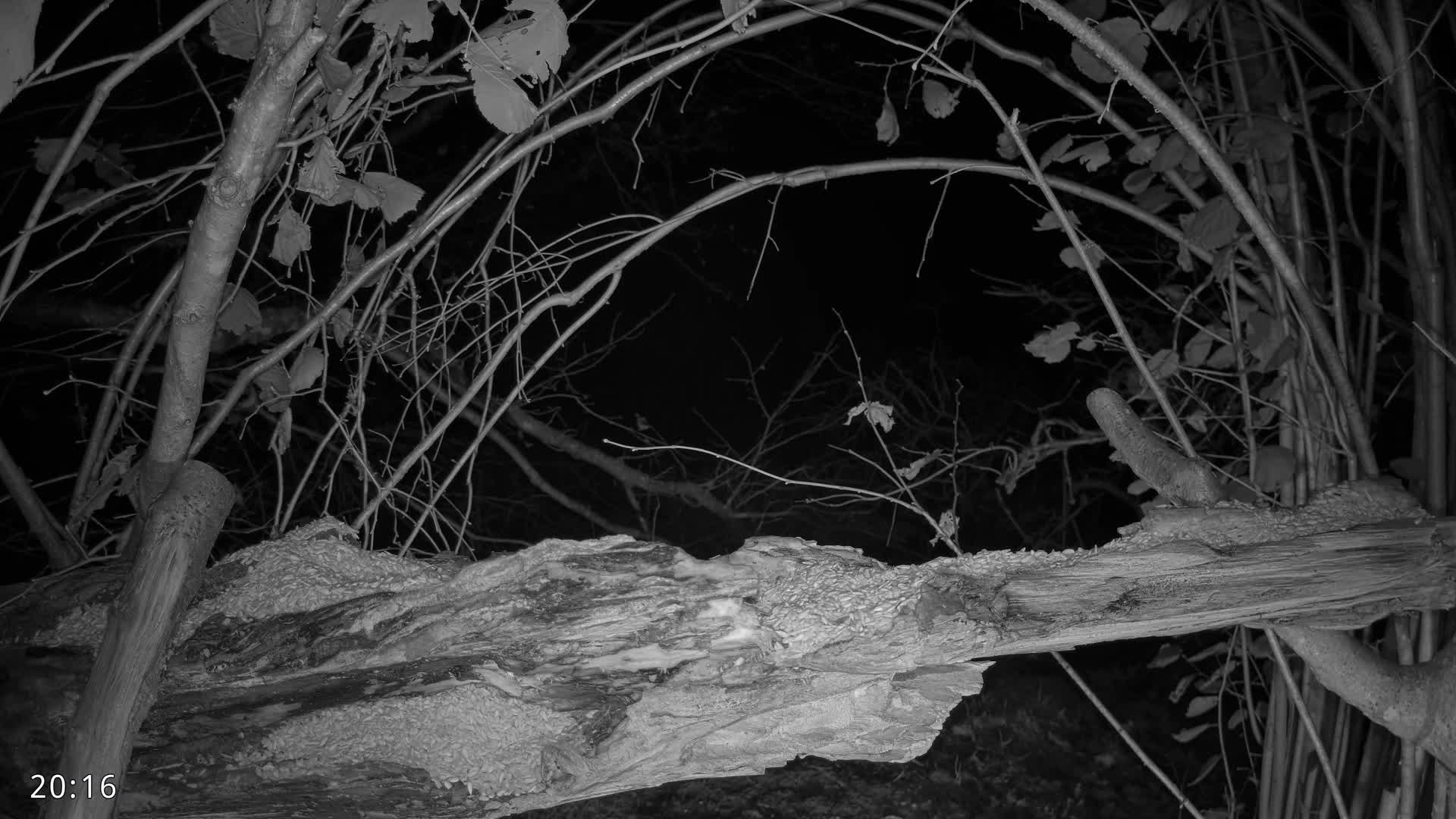 Dronninglund, Birds and Squirrels in the Forest Live Cam - Dronninglund, Bronderslev, Nordjylland(North Denmark), Denmark