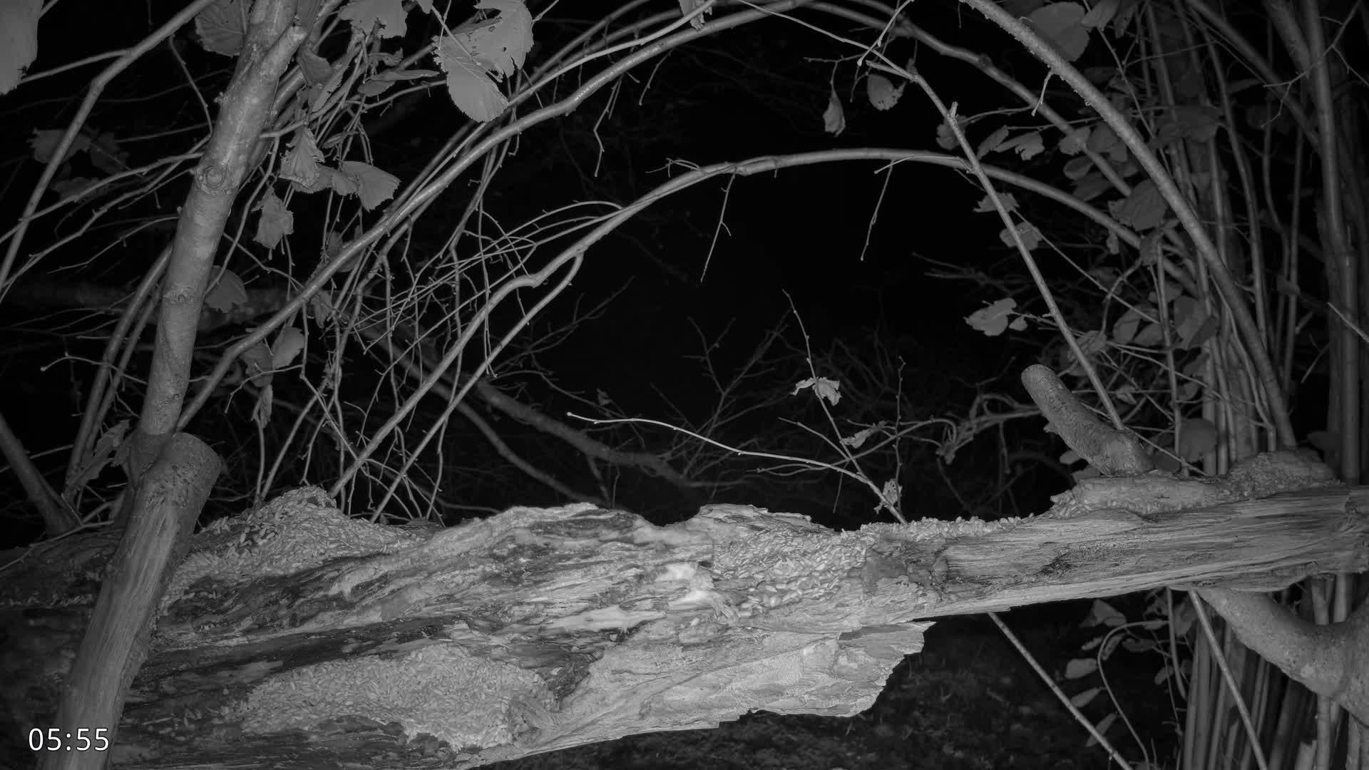 Dronninglund, Birds and Squirrels in the Forest Live Cam - Dronninglund, Bronderslev, Nordjylland(North Denmark), Denmark
